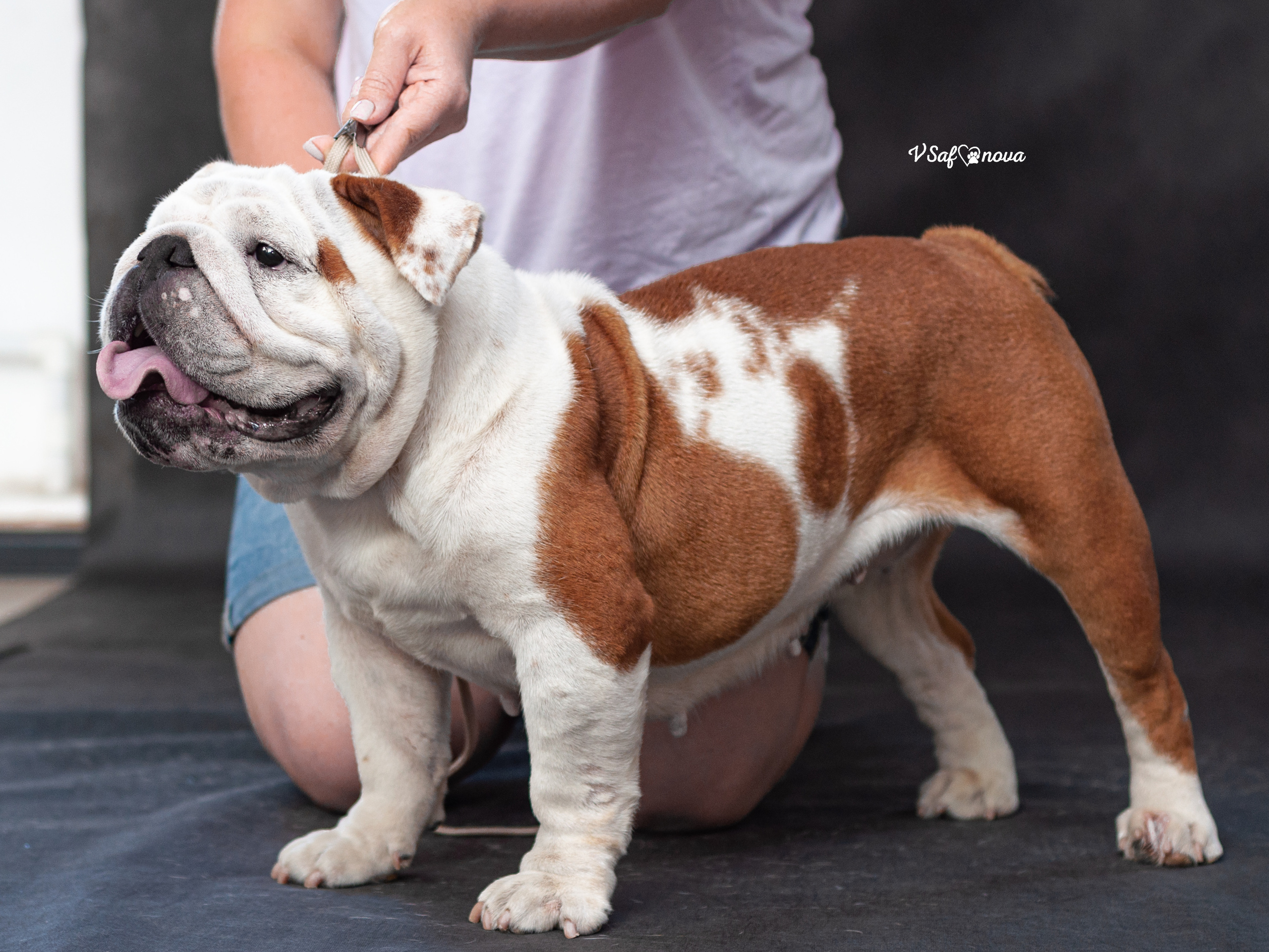 Бульдог 06.07.2021. Фотограф анималист Благовещенск. Сафонова Виктория