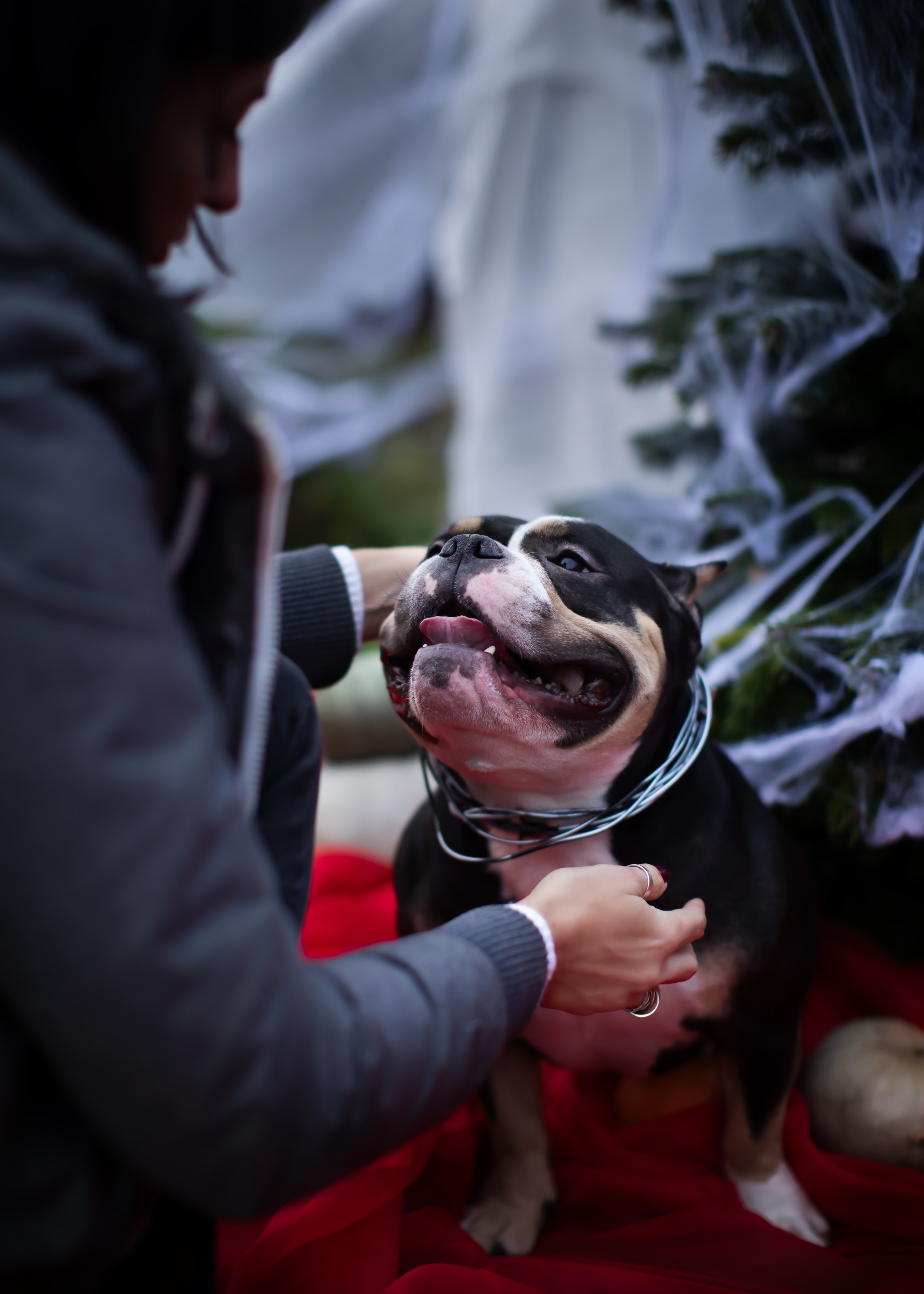 This is Halloween. Портретная и семейная съемка. Фотограф анималист