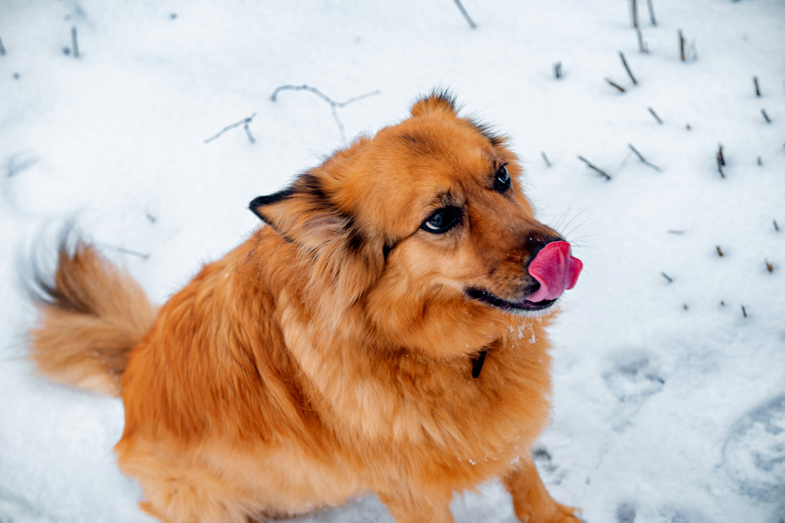 Фотосессия с собакой в зимнем лесу