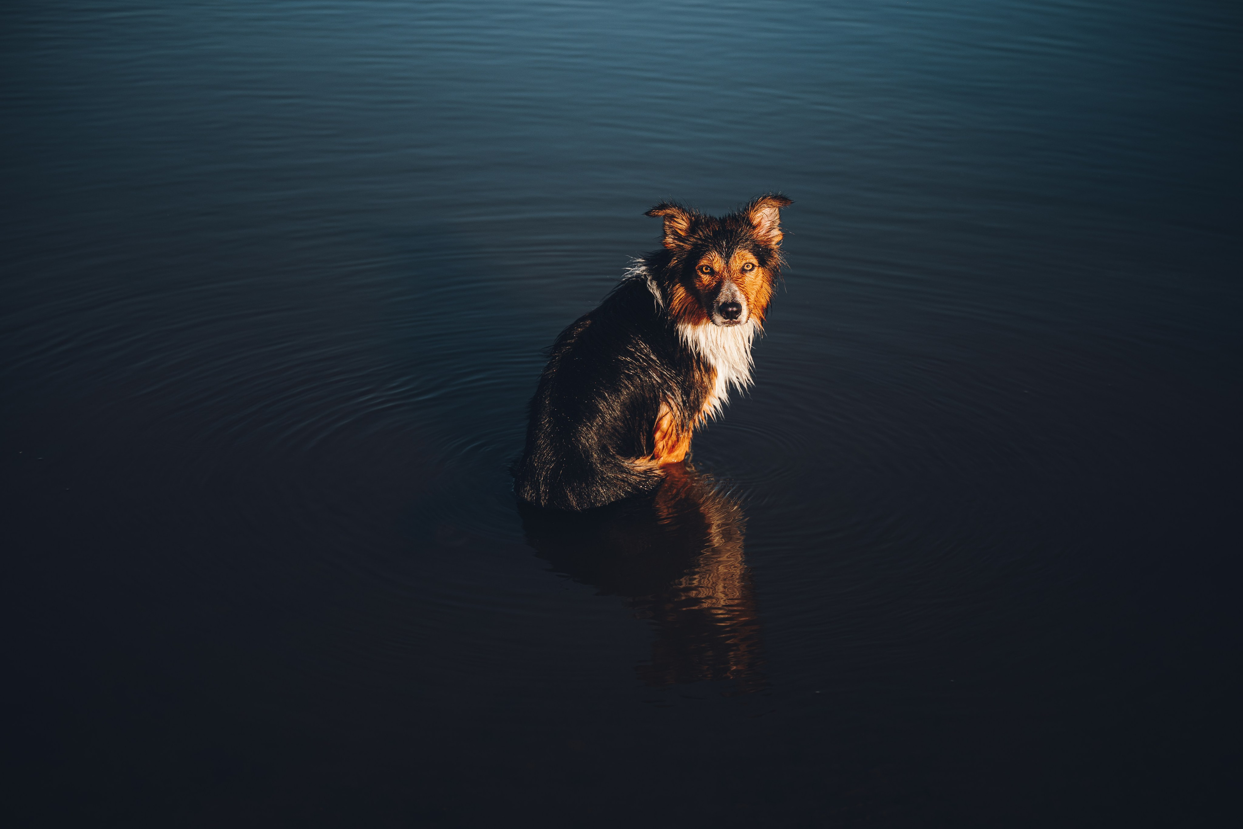 Саша, Флик и Эсприт. Семейный фотограф анималист Ананьева Мария — Москва
