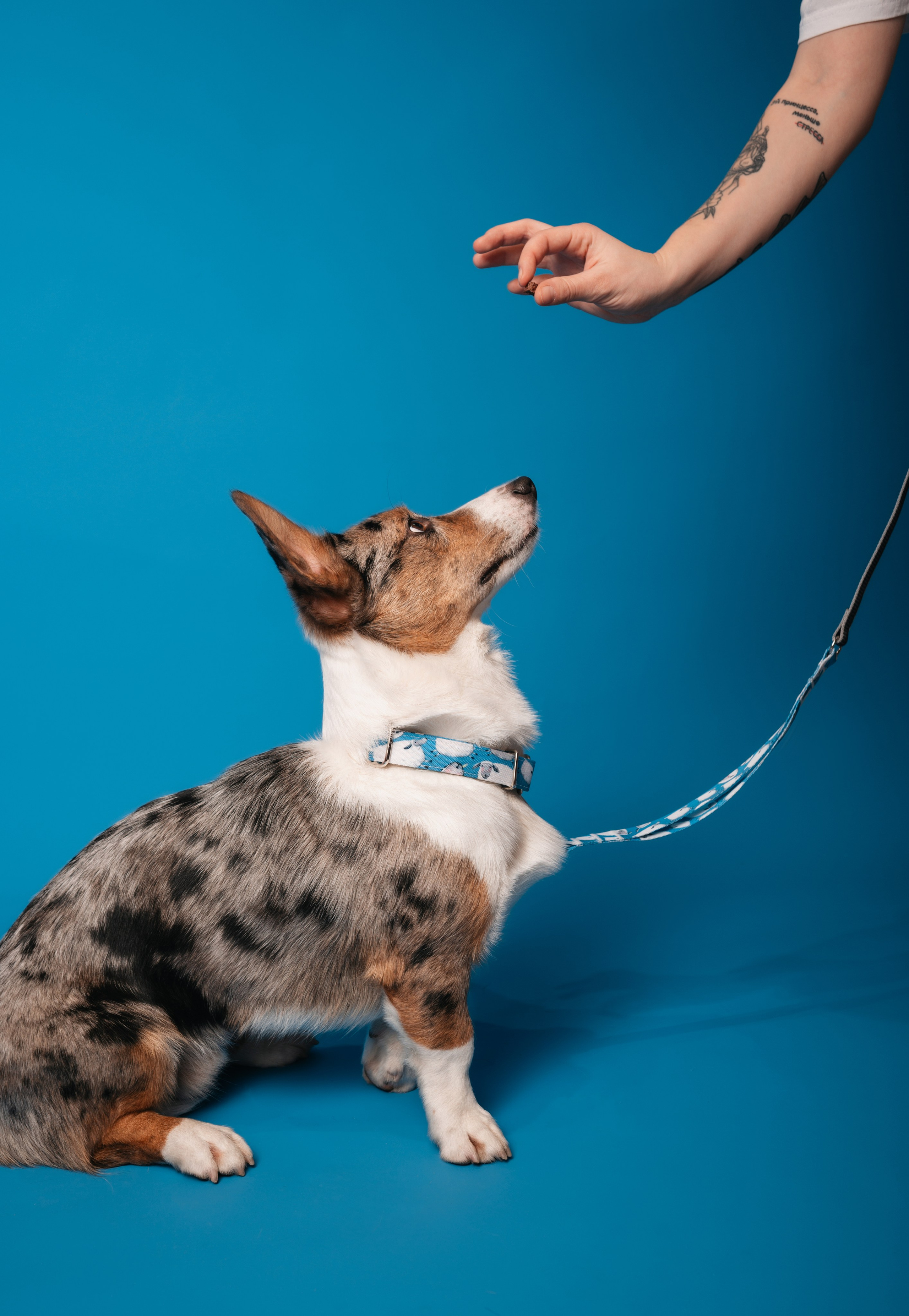 Bender&Frai. Овечки. Семейный фотограф анималист Ананьева Мария — Москва