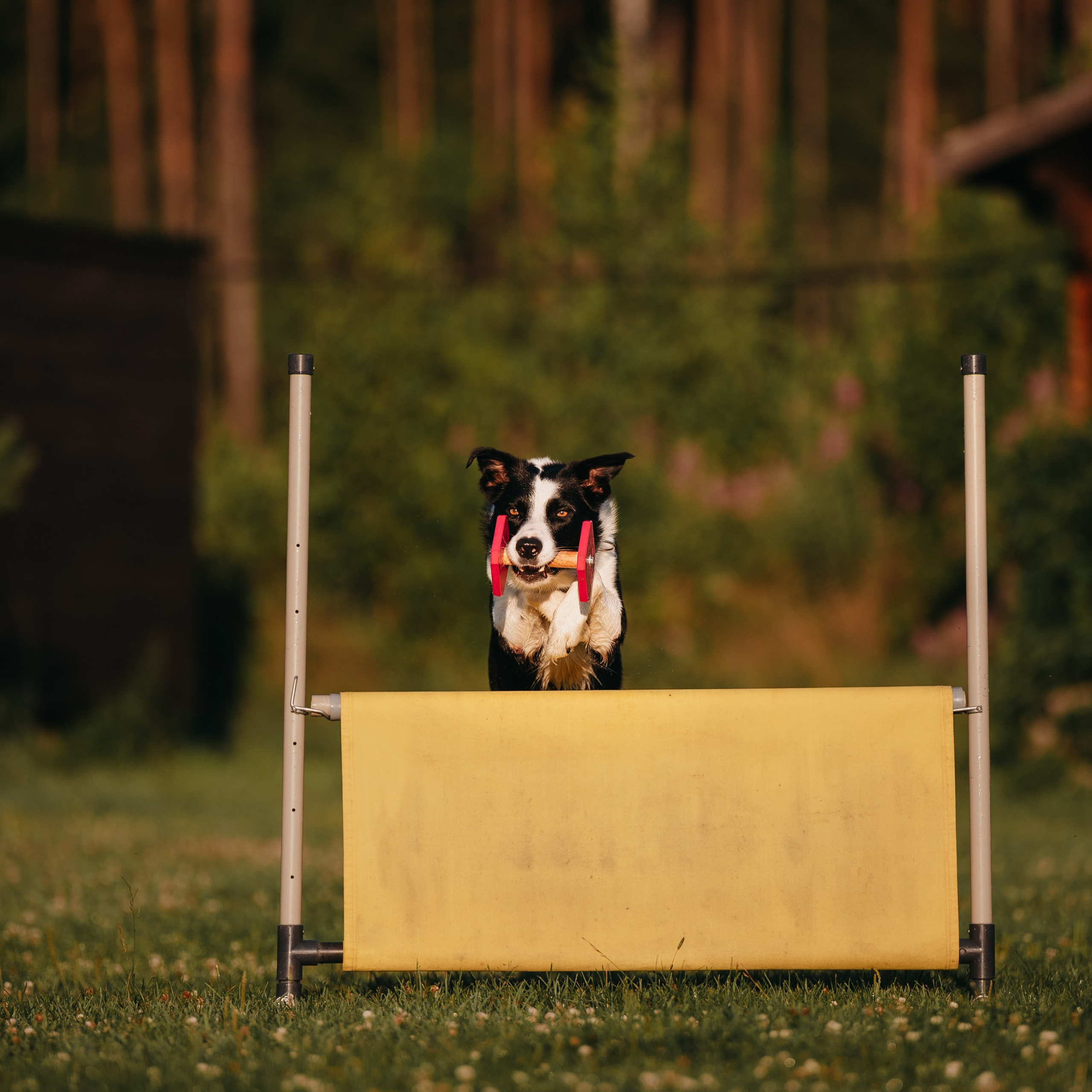Обидиенс. Семейный фотограф анималист Ананьева Мария — Москва