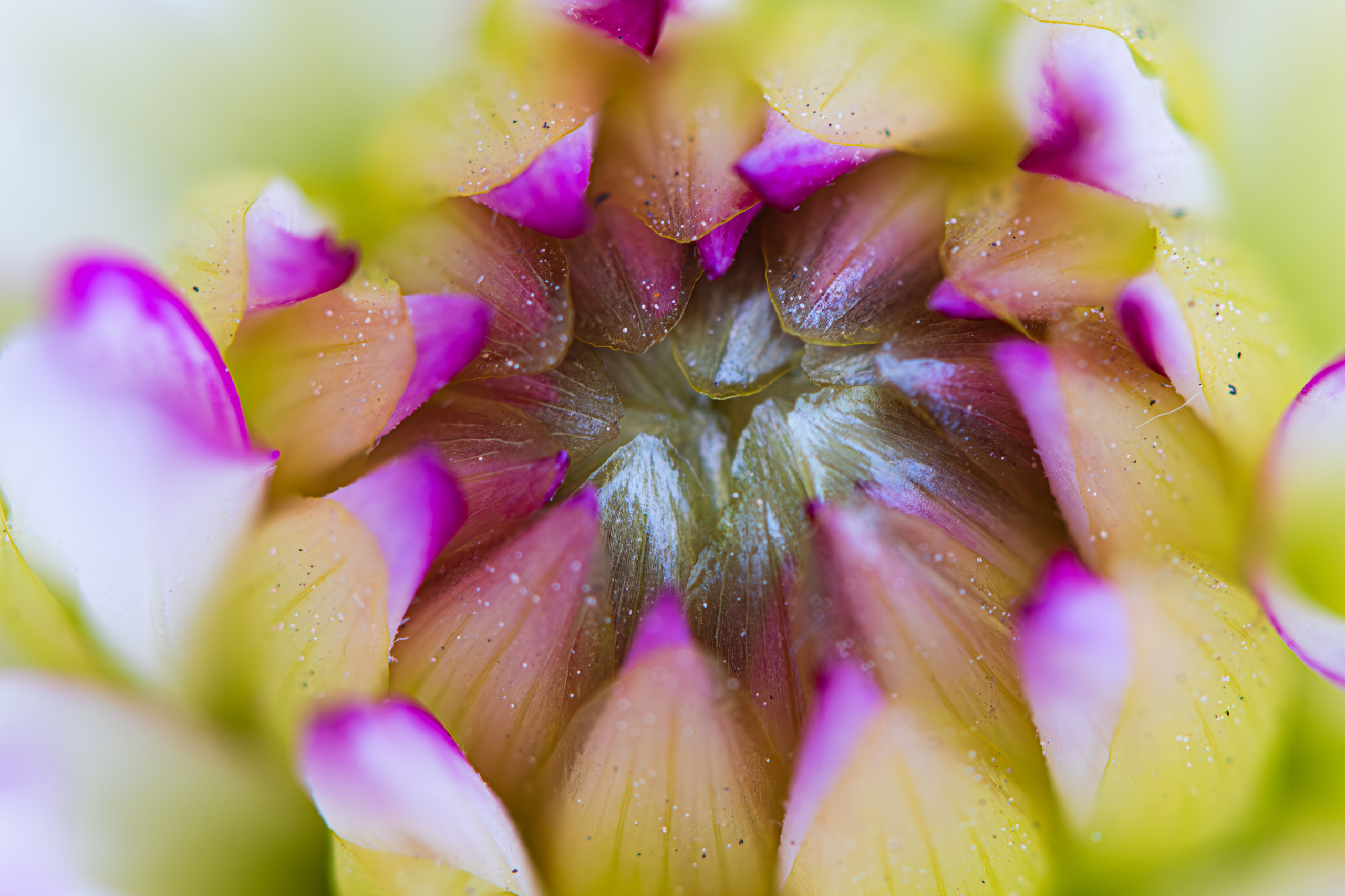 Макро жизнь. KRUTOVA_фотографирую жизнь