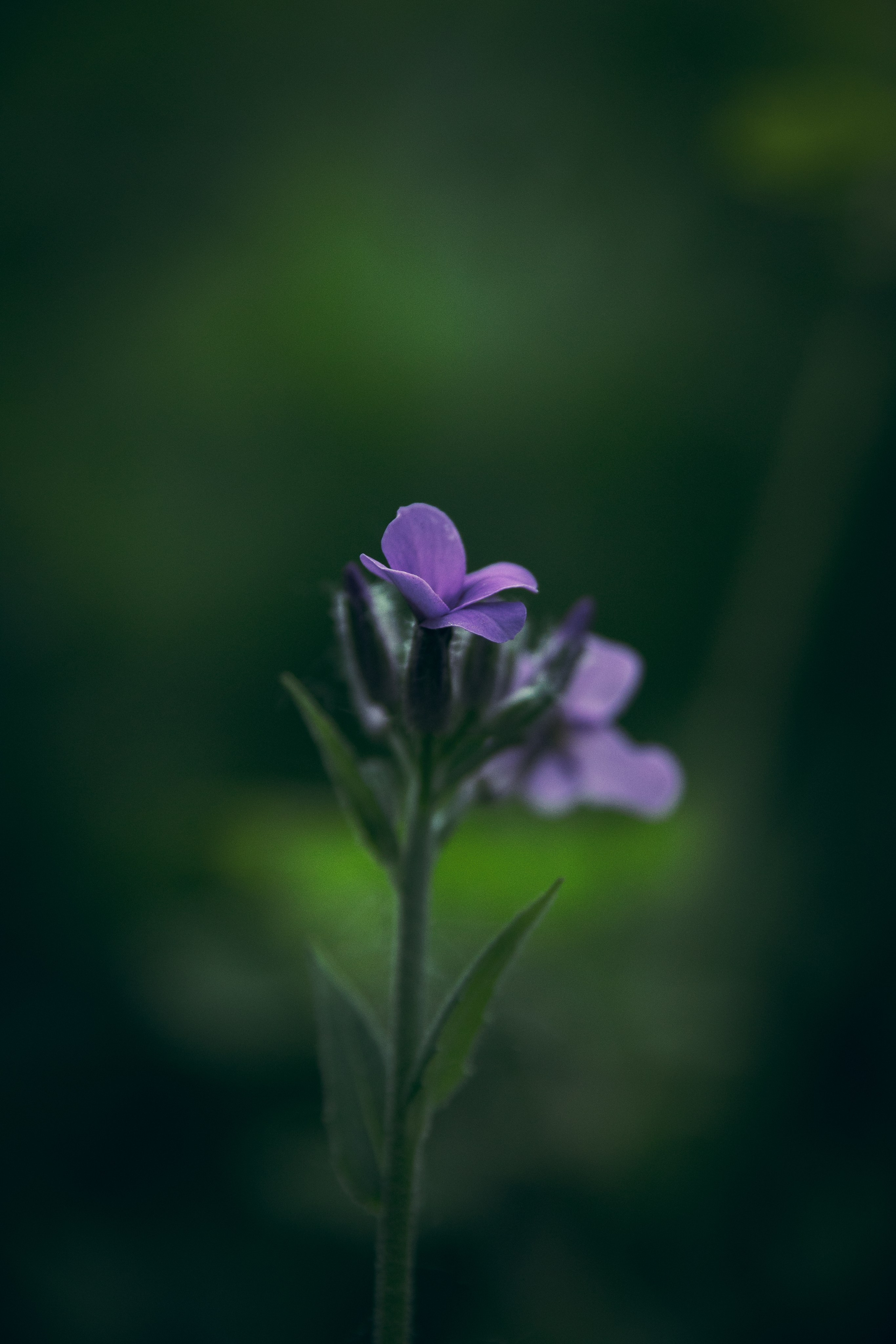 Природа. Darinishna Фэнтези-фотограф Хабаровск