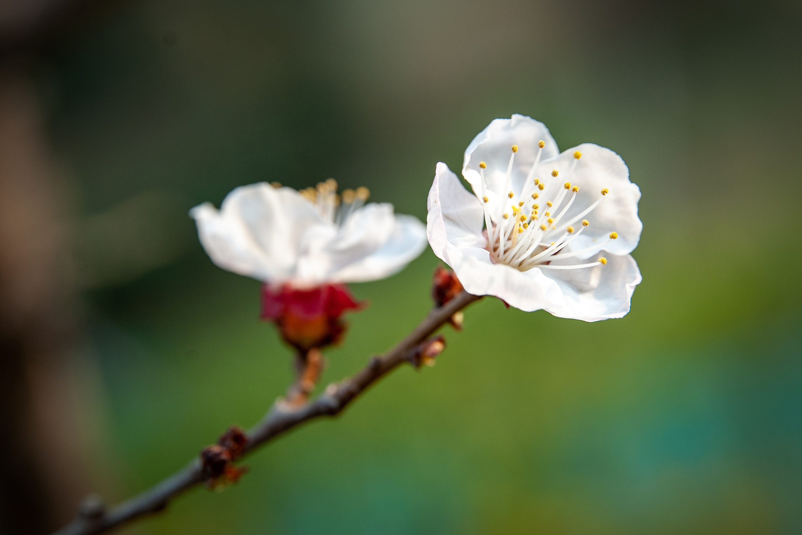 Весна. FotoGraf