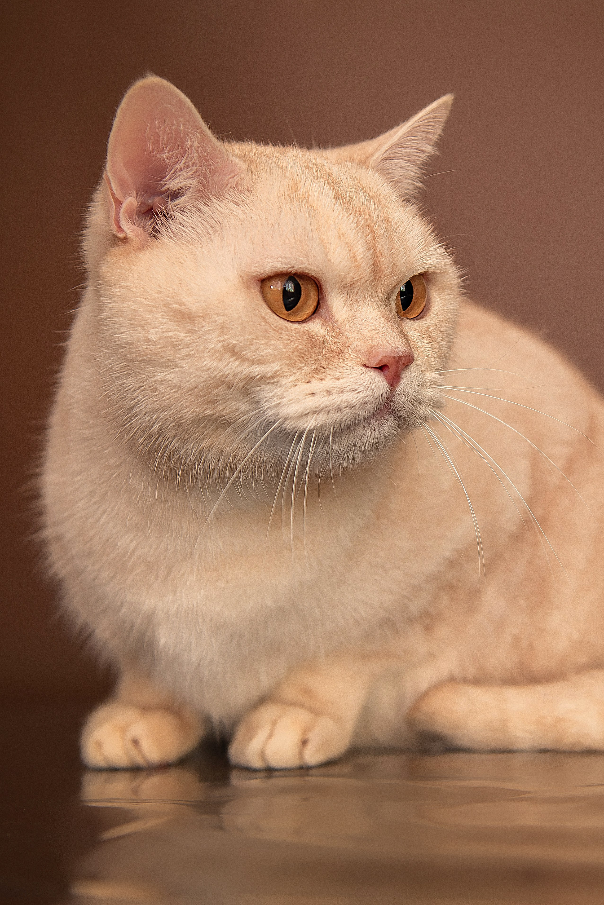 Анималистика. Детский и семейный фотограф в Пензе Камалова Анастасия