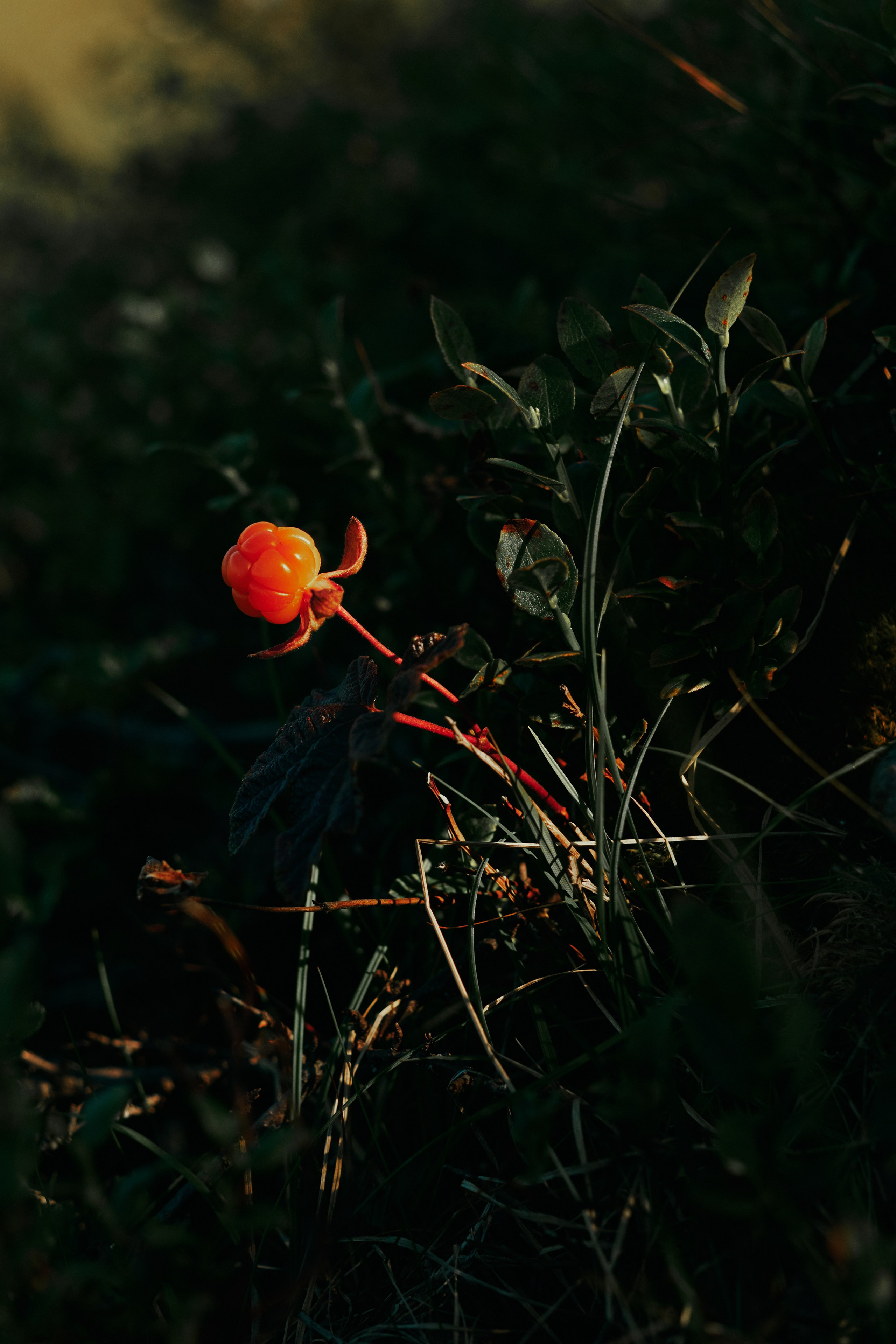 Северные дневники. Алиса Северная. Визуальные исследования. Пейзажная и документальная фотография