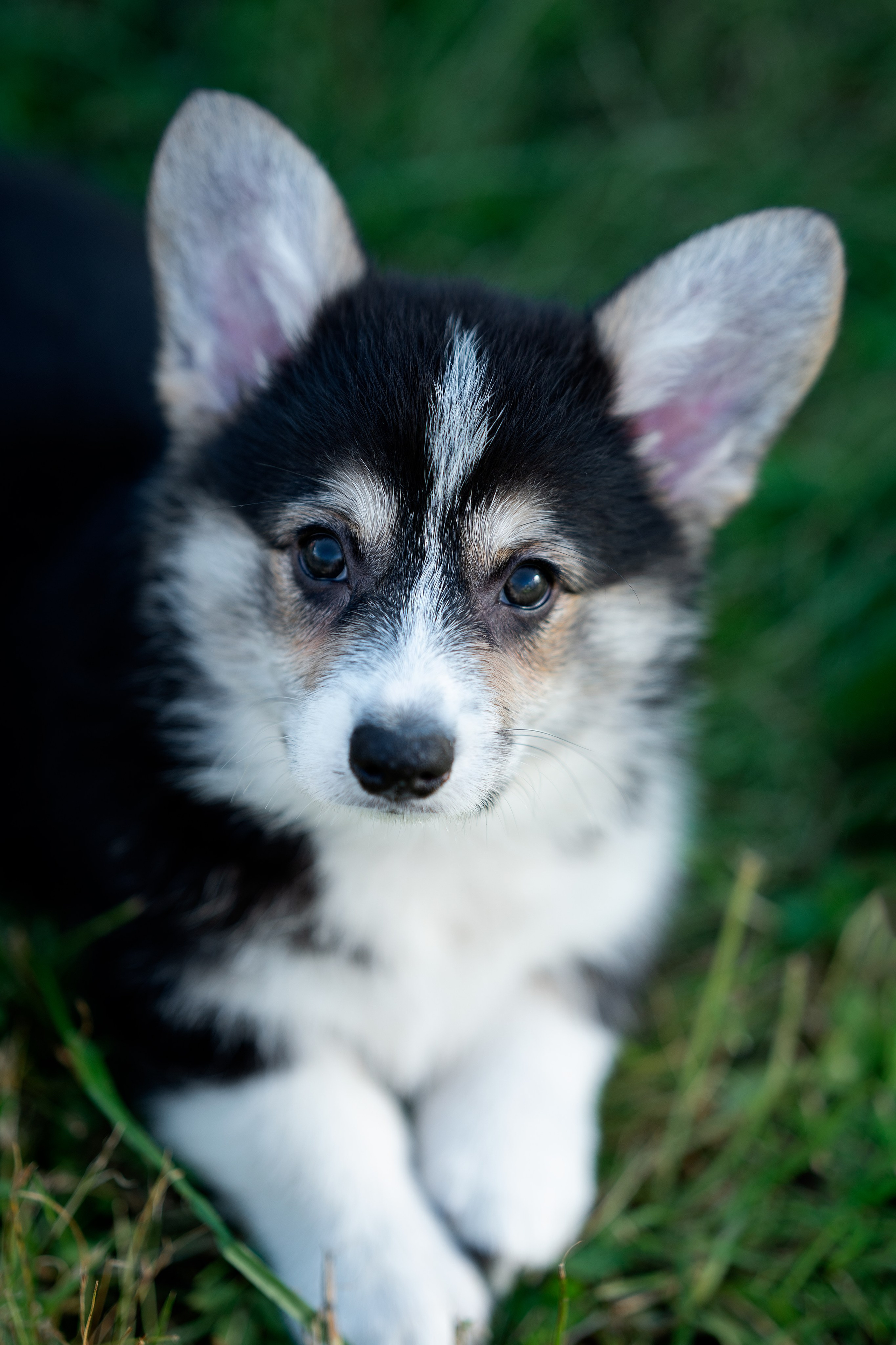 Заводчик Анастасия Подгорбунская. Творческий фотограф Вологда