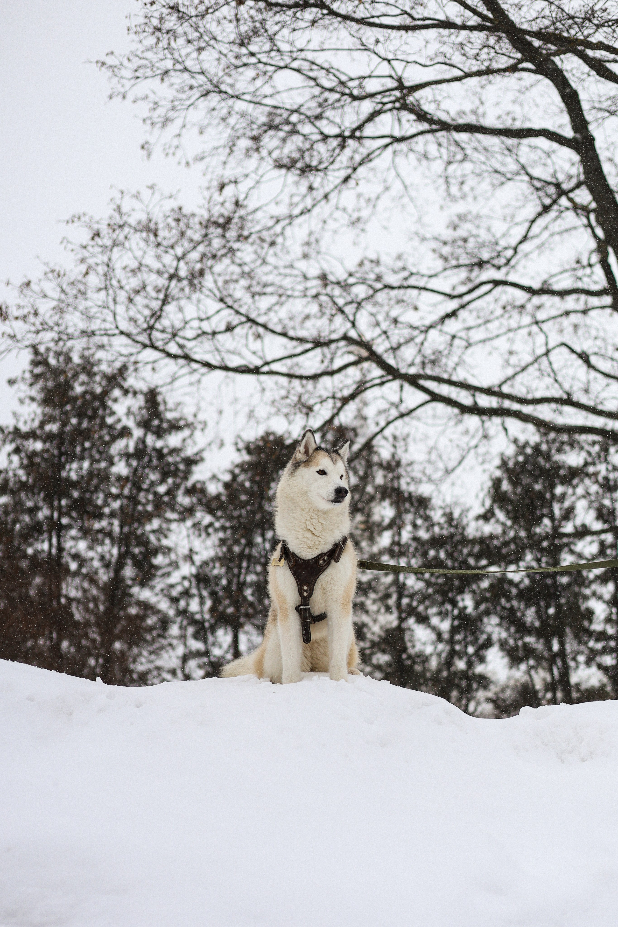 Мила, Лиза и Матвей. Фотограф-анималист Ксения Шевцова|Москва