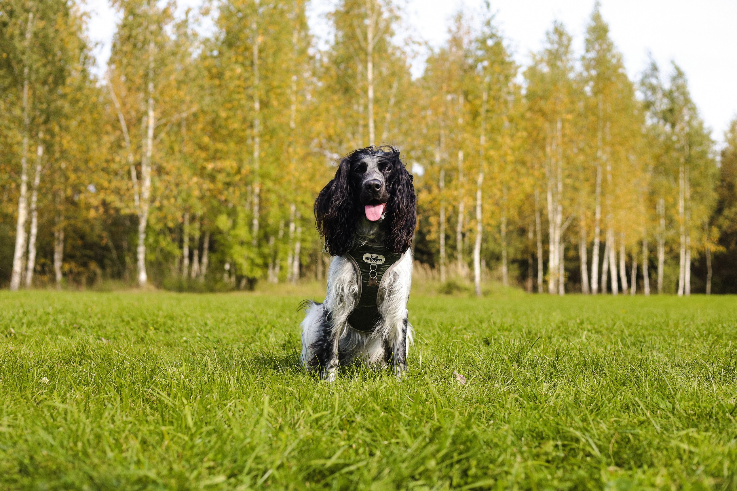 Купер и его семья. Фотограф-анималист Ксения Шевцова|Москва
