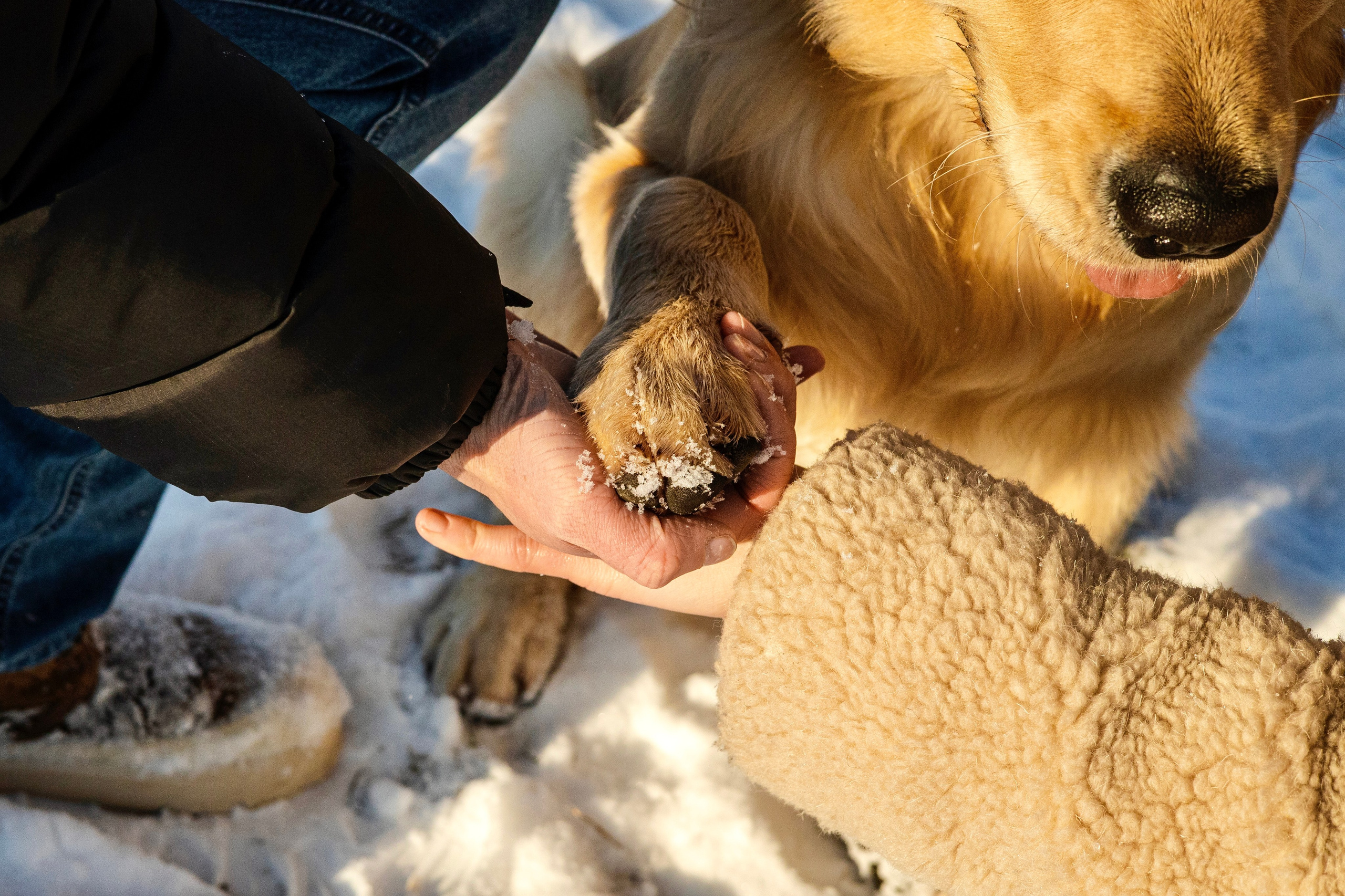 Ларри и его семья. Фотограф-анималист Ксения Шевцова|Москва