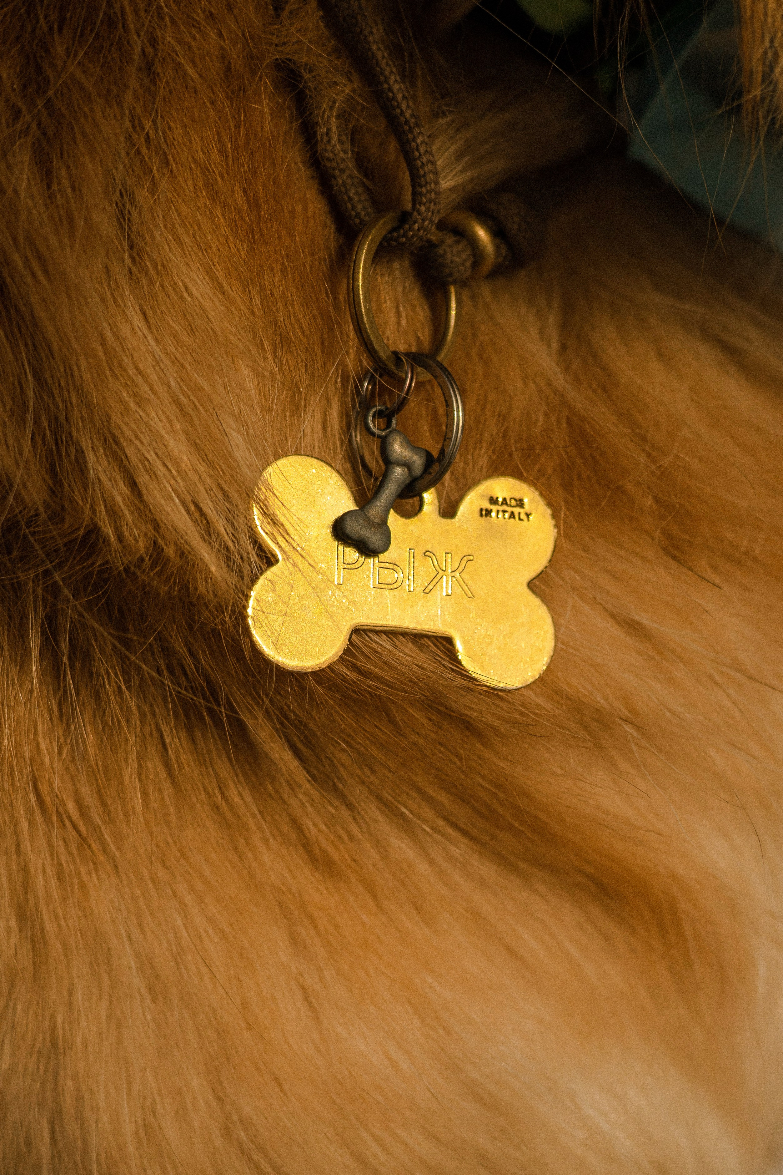 Рыж и Яна. Фотограф-анималист Ксения Шевцова|Москва