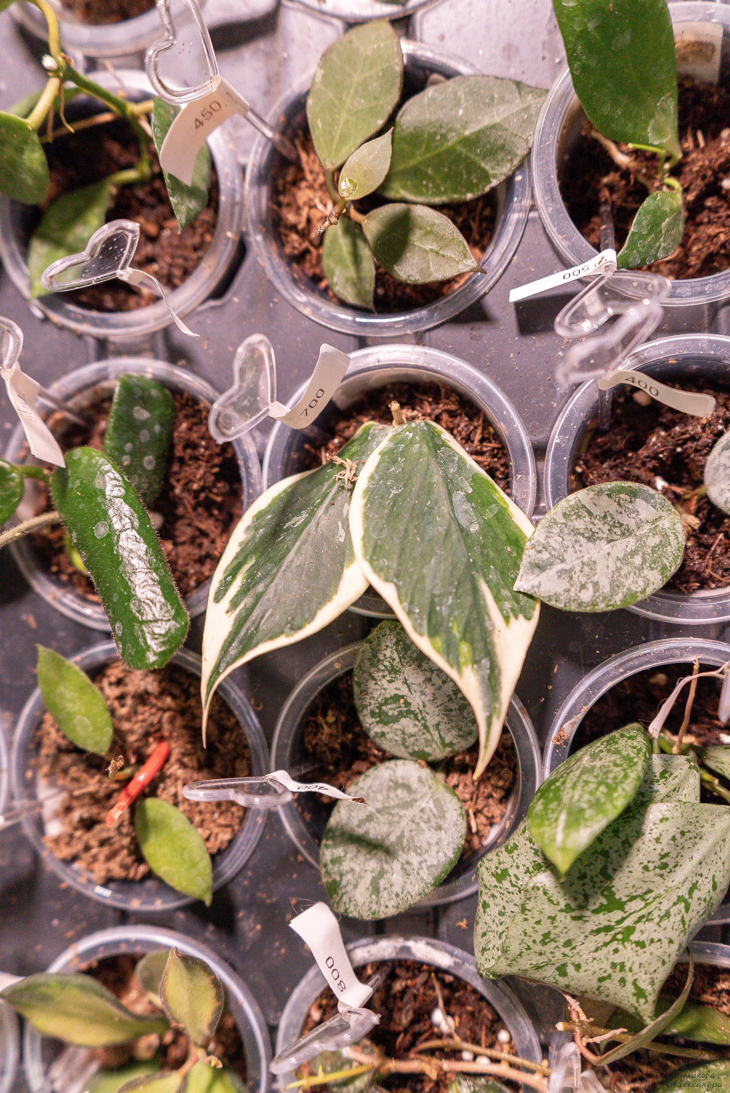 Гроубокс Артплей апрель. Александра Куликова фотограф, Москва