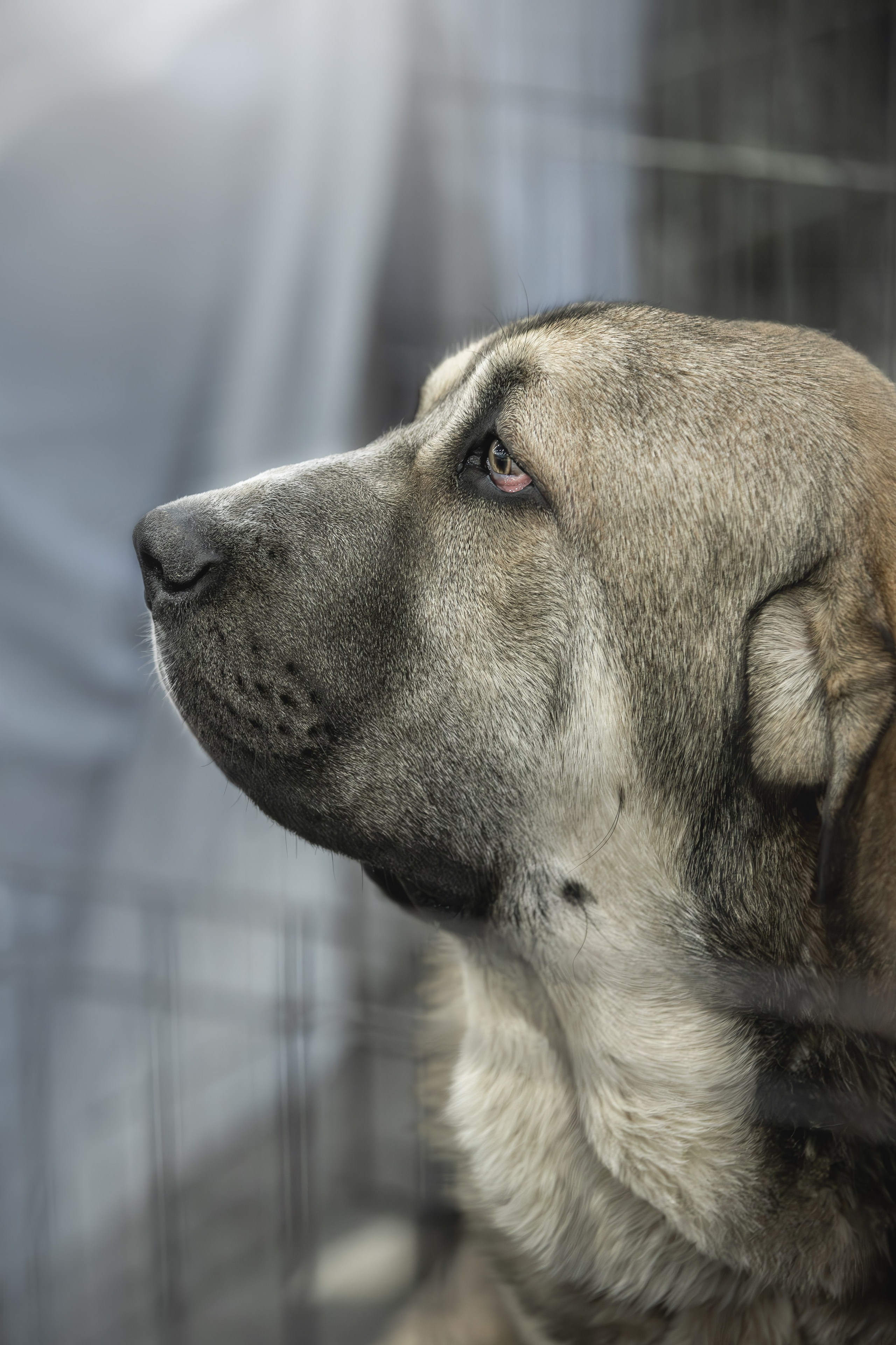 Евразия 2023. Фотограф анималист в Москве Майорова Евгения