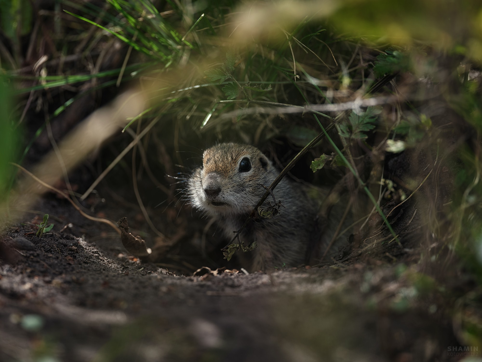 Пейзажи Кавказа: Домбай, Эльбрус, Кисловодск, Минеральные Воды, горы и ледники. Ночной и арт-пейзаж, светопись и атмосфера Кавказа. Фотограф Константин Шамин