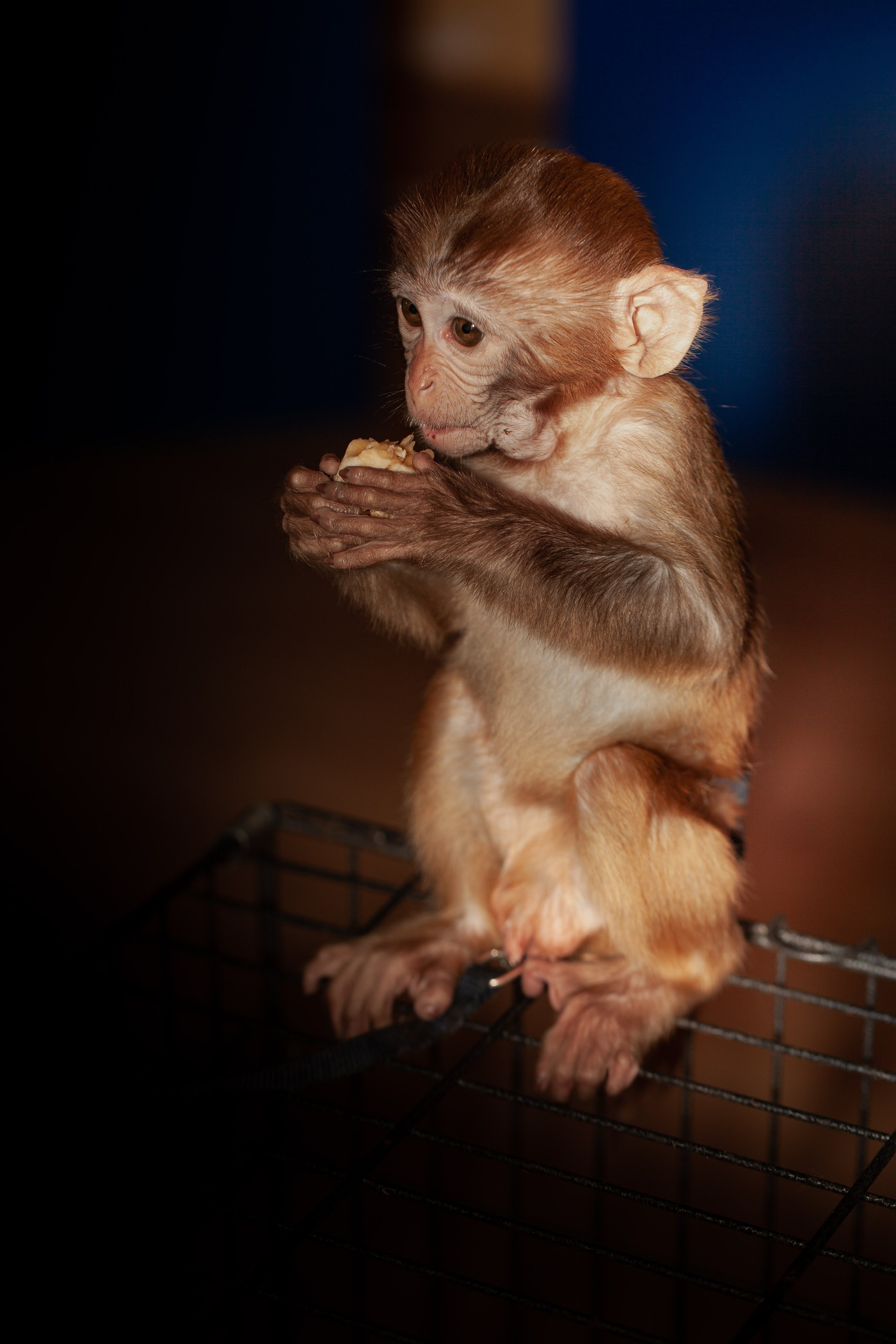Фотосессия обезьянки. Медиапродюсер, фотограф в Минеральных Водах —Виктор Холодов