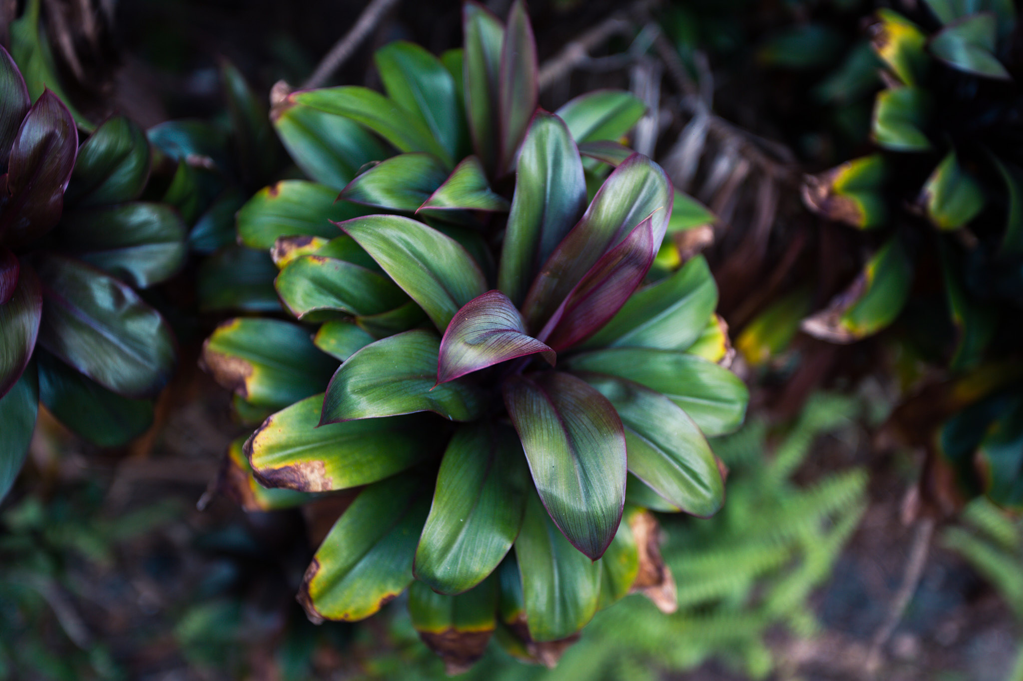 Colombo. Photographer Sonkina Tatiana (Tanya Ash)