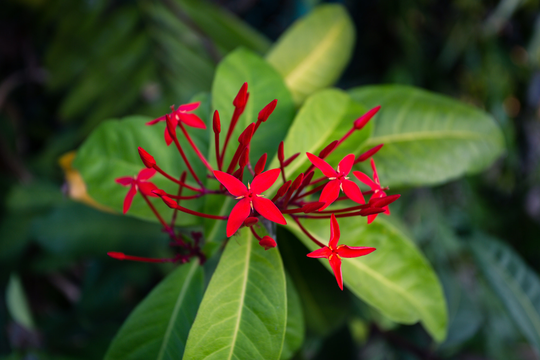 Colombo. Photographer Sonkina Tatiana (Tanya Ash)