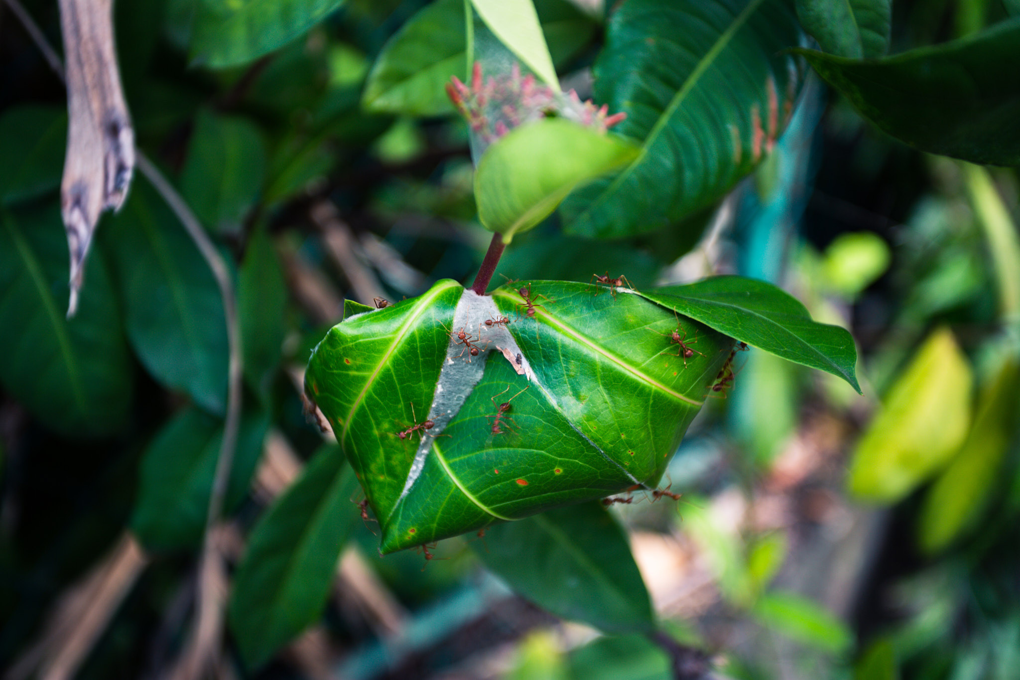 Colombo. Photographer Sonkina Tatiana (Tanya Ash)