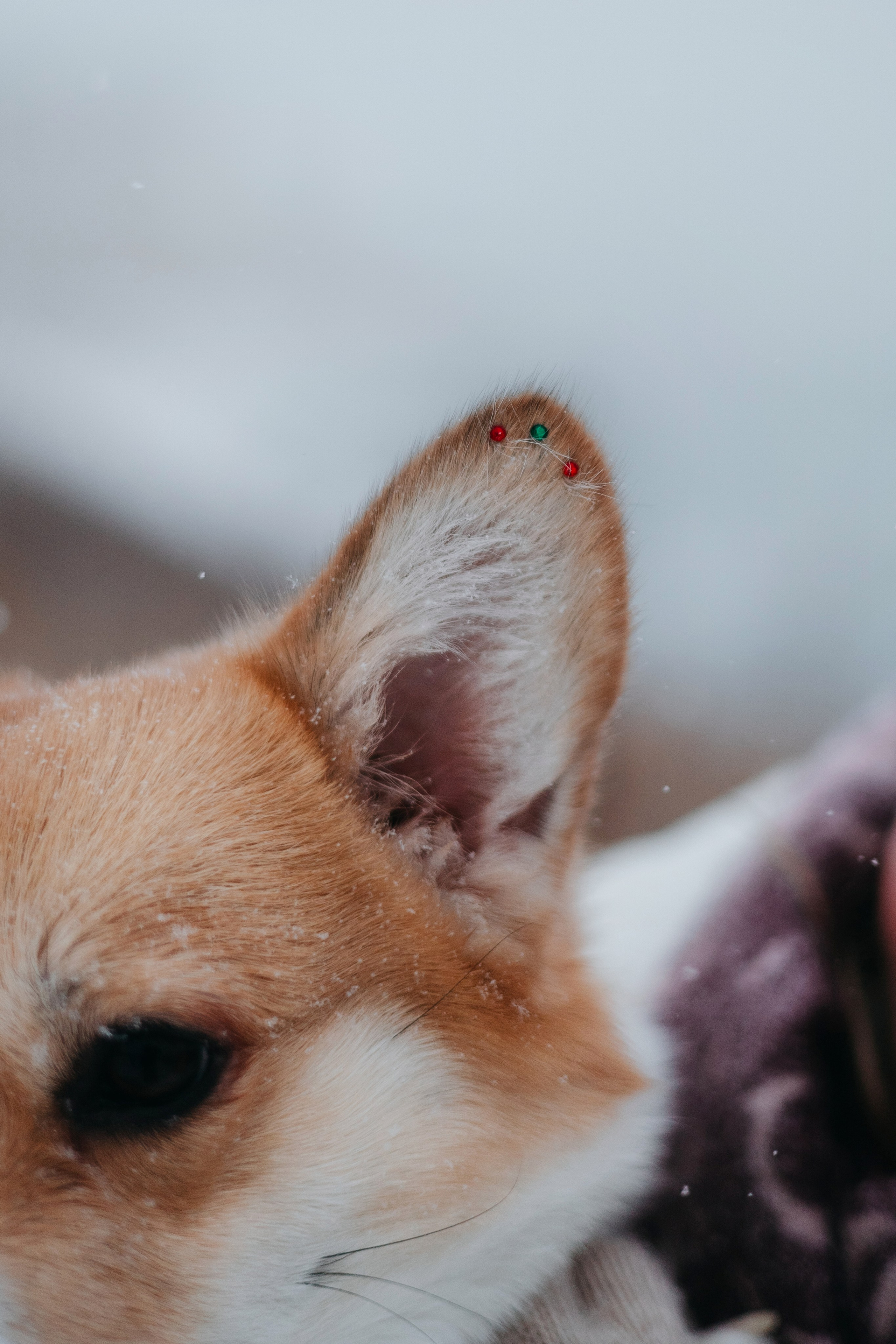 Лена, Лиза и Мия. Фотограф — анималист Владивосток, Алина