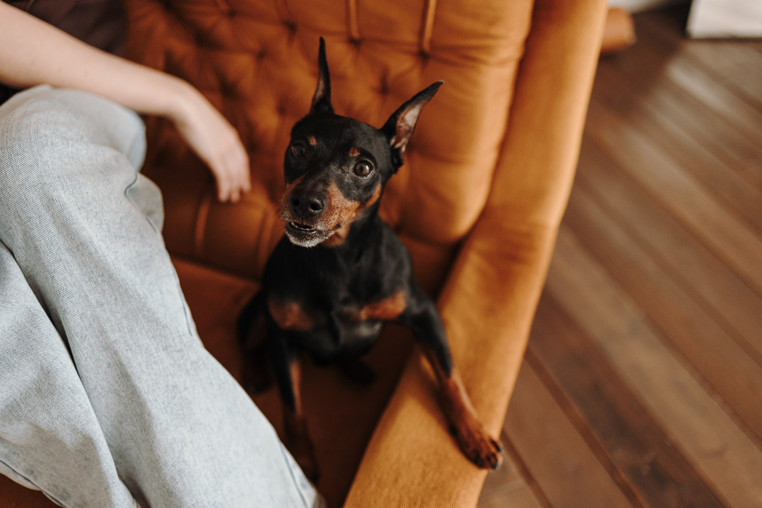 Катя и ее мальчики. Фотограф — Анималист | Санкт-Петербург