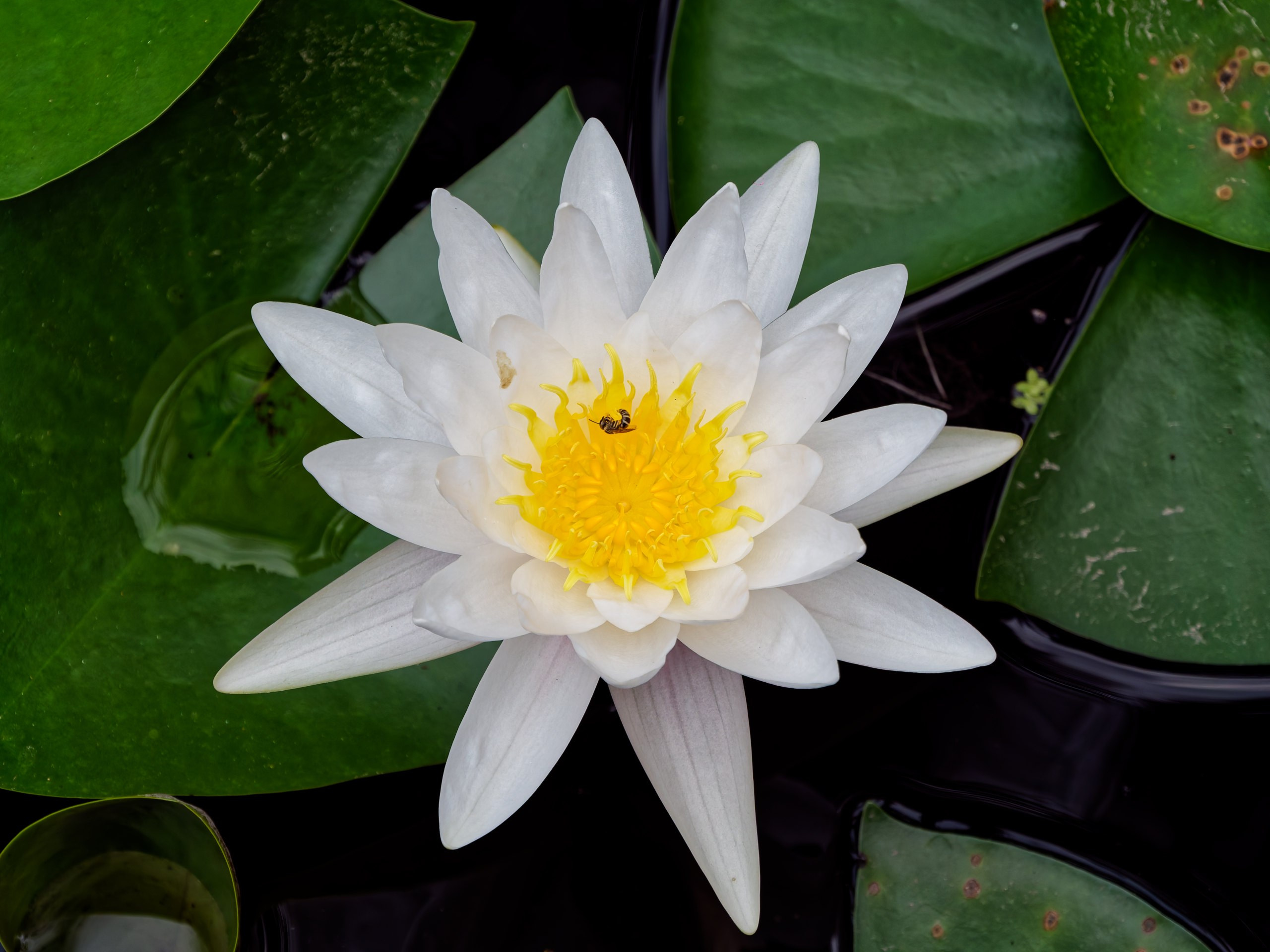 Хайнань 2026, флора, цветы и деревья. Фотопрогулки по Миру