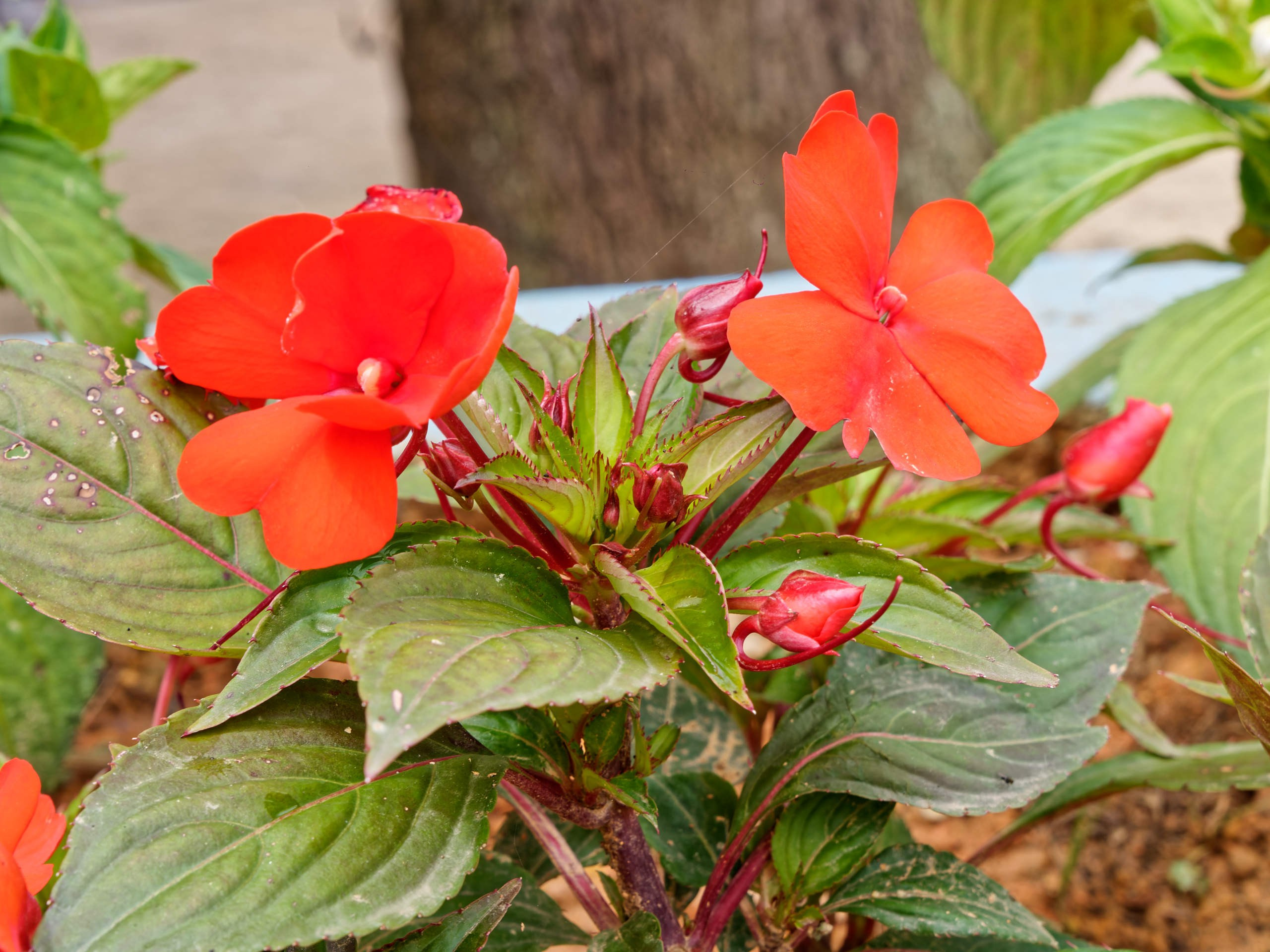 Далат 2023. Избранные фотографии