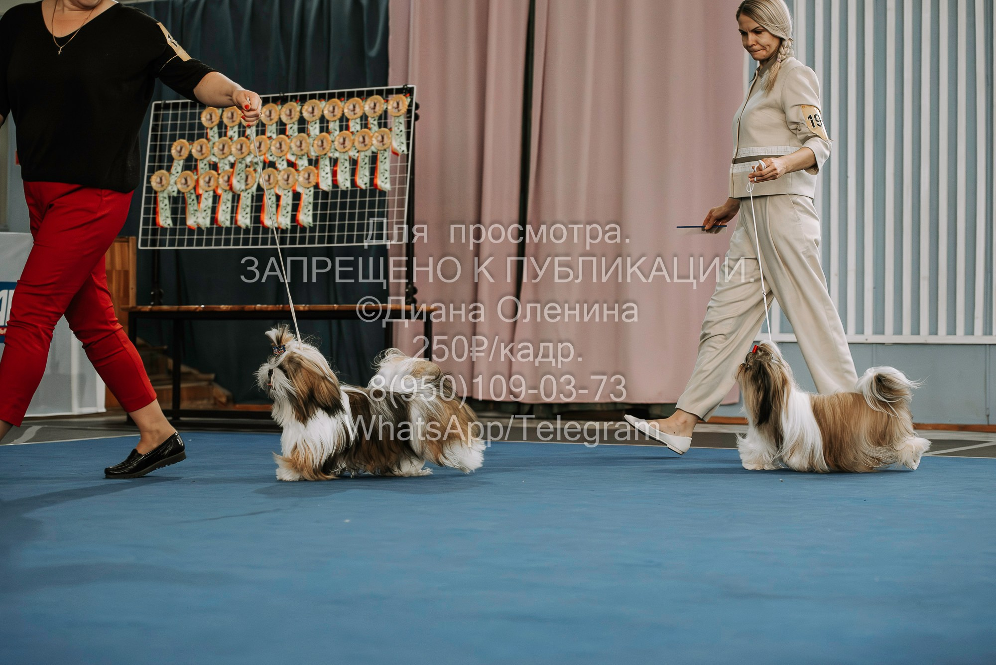 Выставка собак Красноярск 29.10.2023. Фотограф Диана Оленина Красноярск / Братск