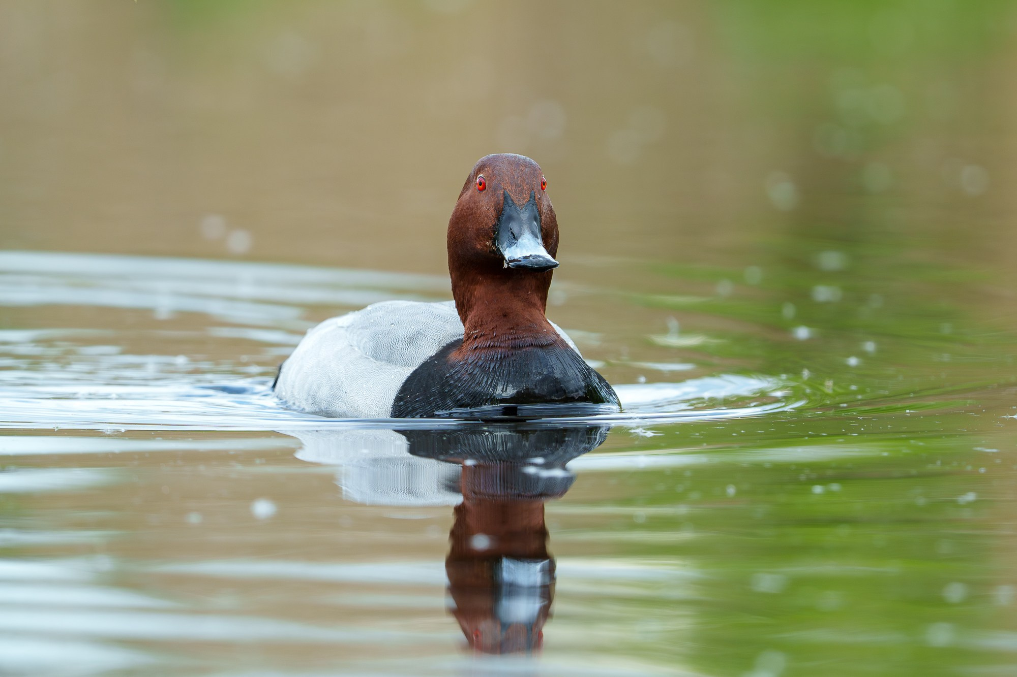 Удивительные мир птиц. Вокруг нас столько прекрасного — присмотритесь!. Ваш личный фотограф Марина Волкова