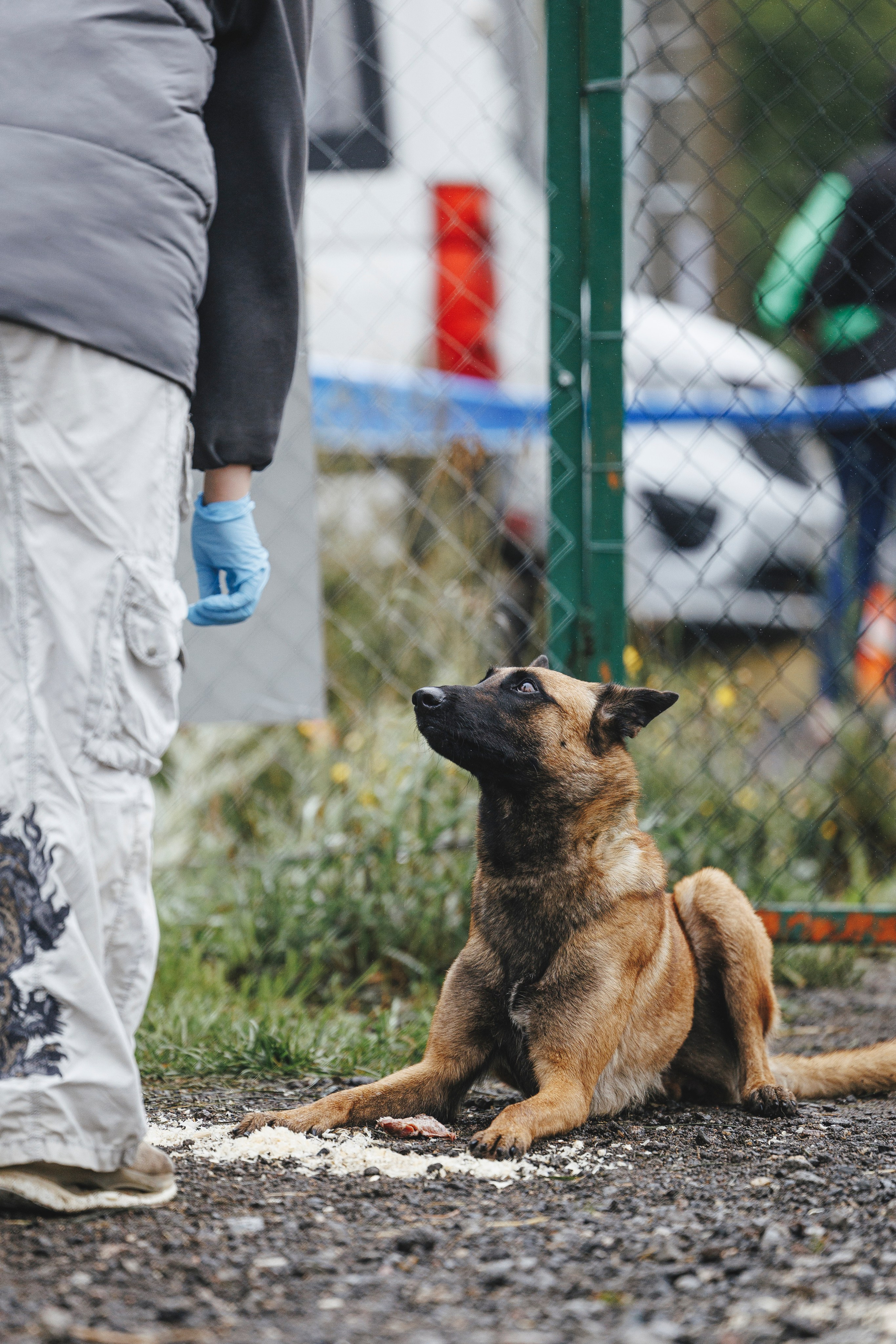 08.08.25-10.08.25 ЧР по мондьорингу г. Вологда. Фотограф-анималист Анна Маринич