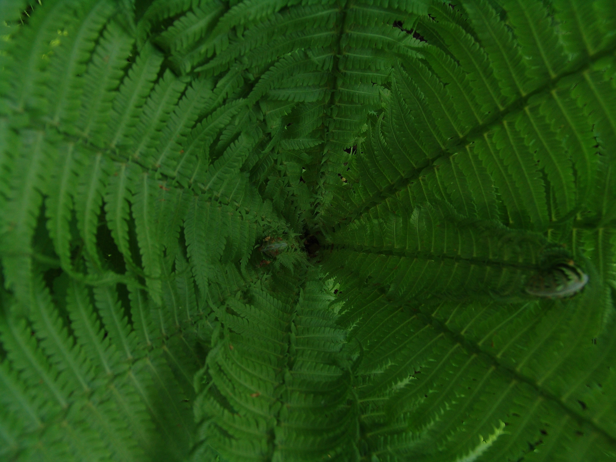 Приезд КС 2005. Заставка