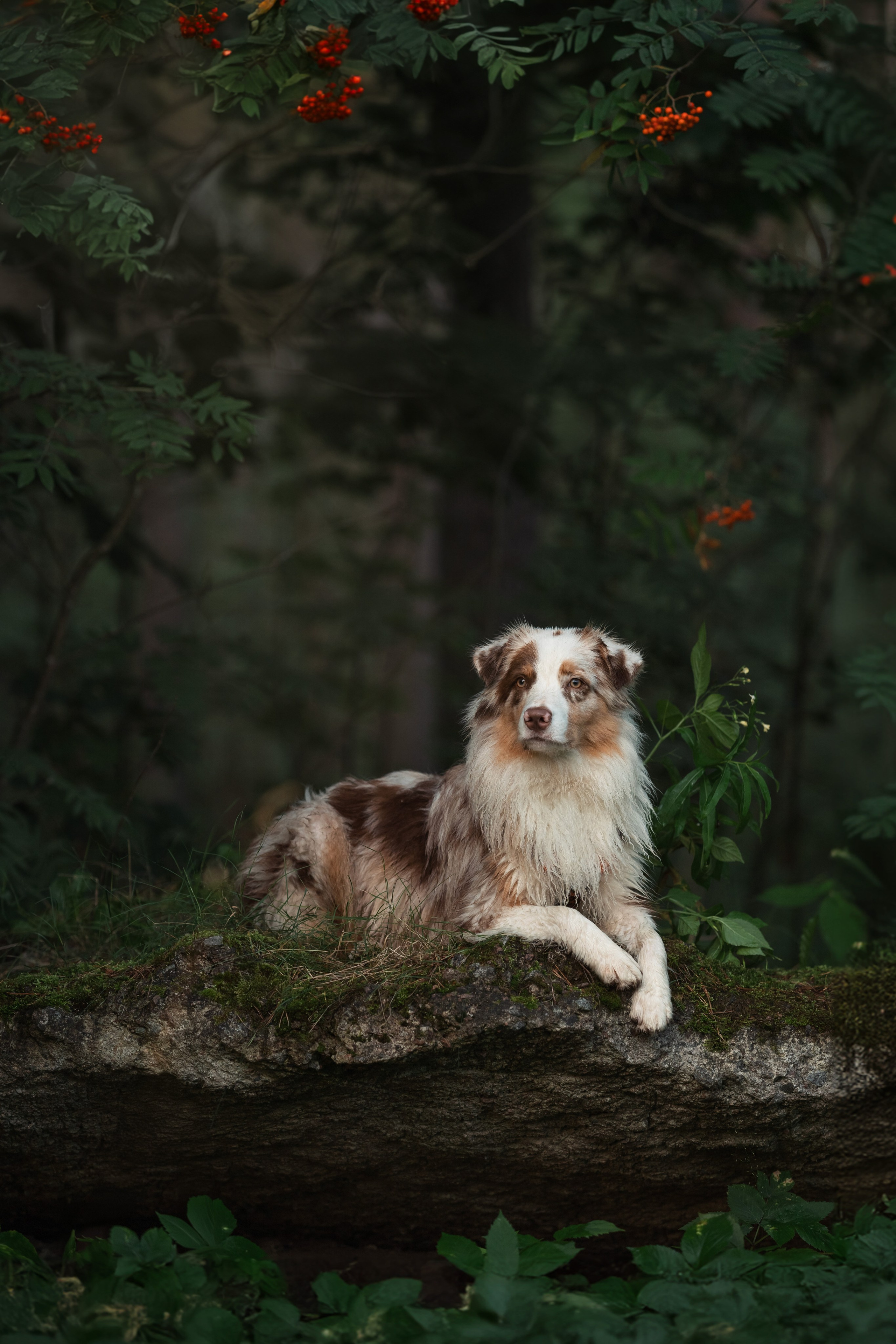 Яна и Панда. Фотограф анималист