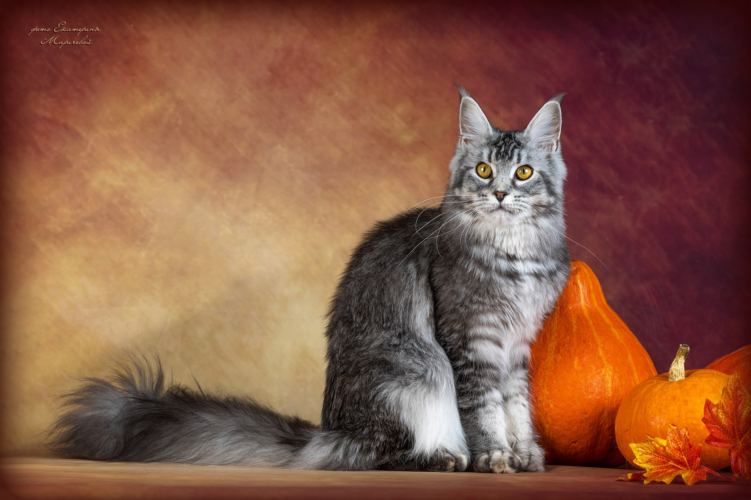 Стендовая съёмка на выставках кошек. Фотограф-анималист в Омске Екатерина Маричева