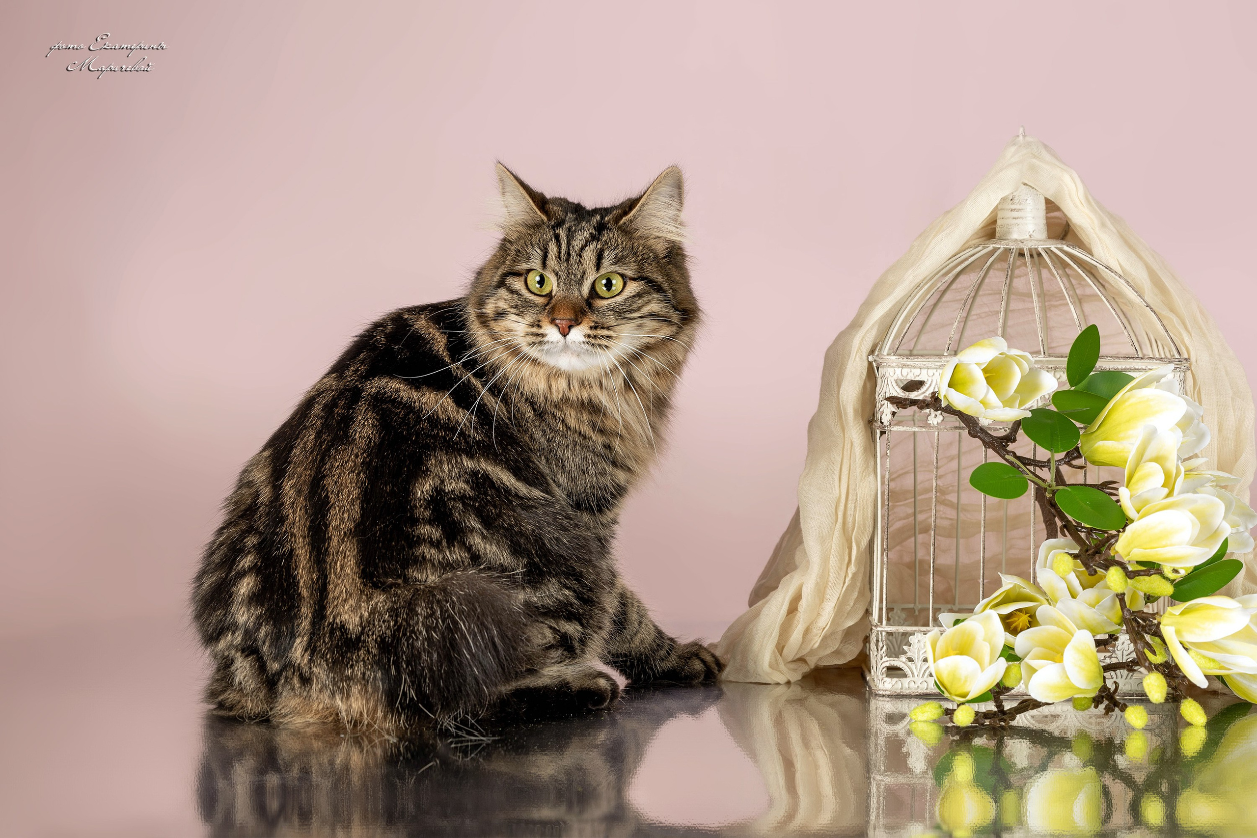 Стендовая съёмка на выставках кошек. Фотограф-анималист в Омске Екатерина Маричева