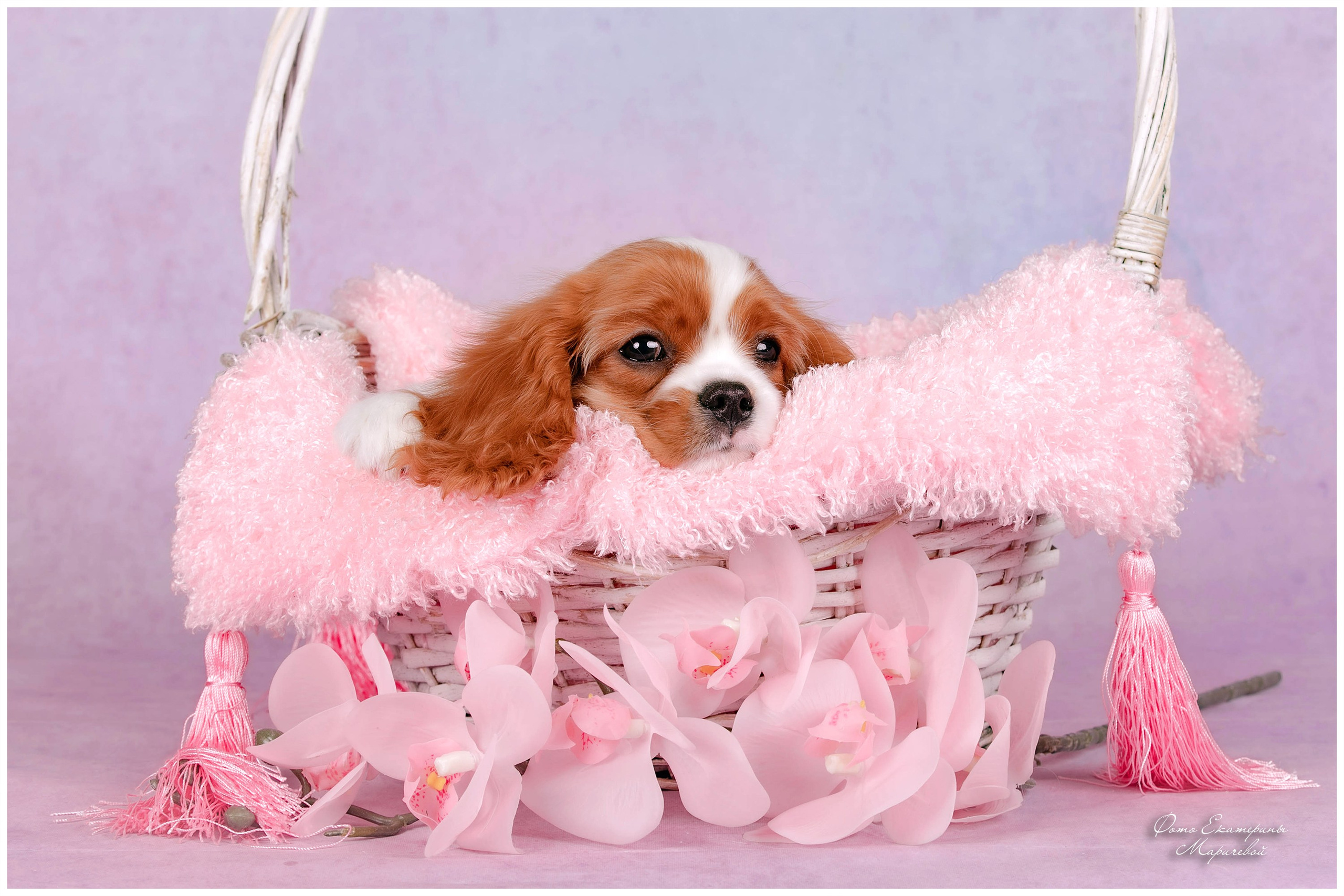 Выездная съёмка со студийным светом. Фотограф-анималист в Омске Екатерина Маричева