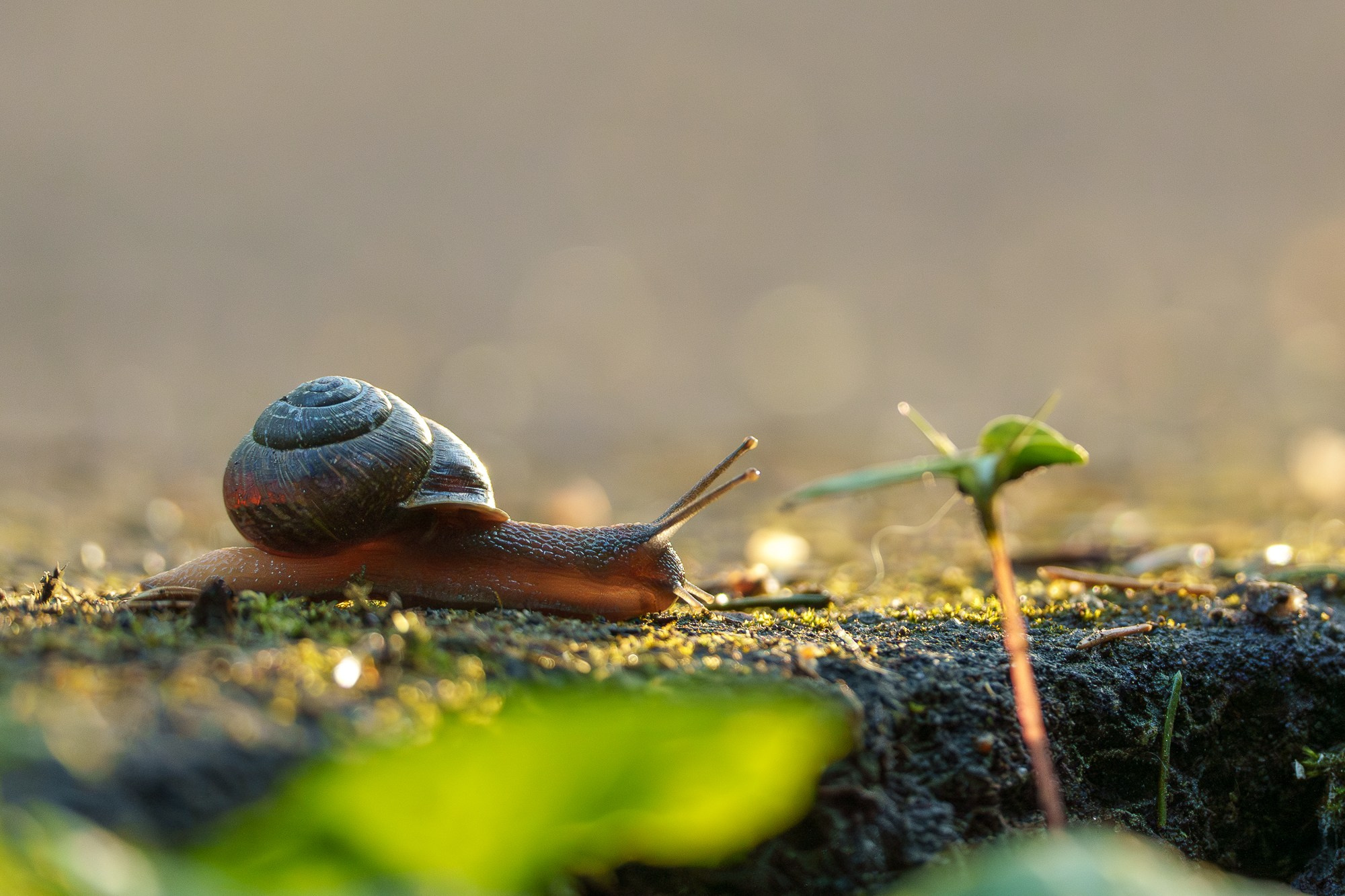 Макросъёмка. Ваш личный фотограф Марина Волкова
