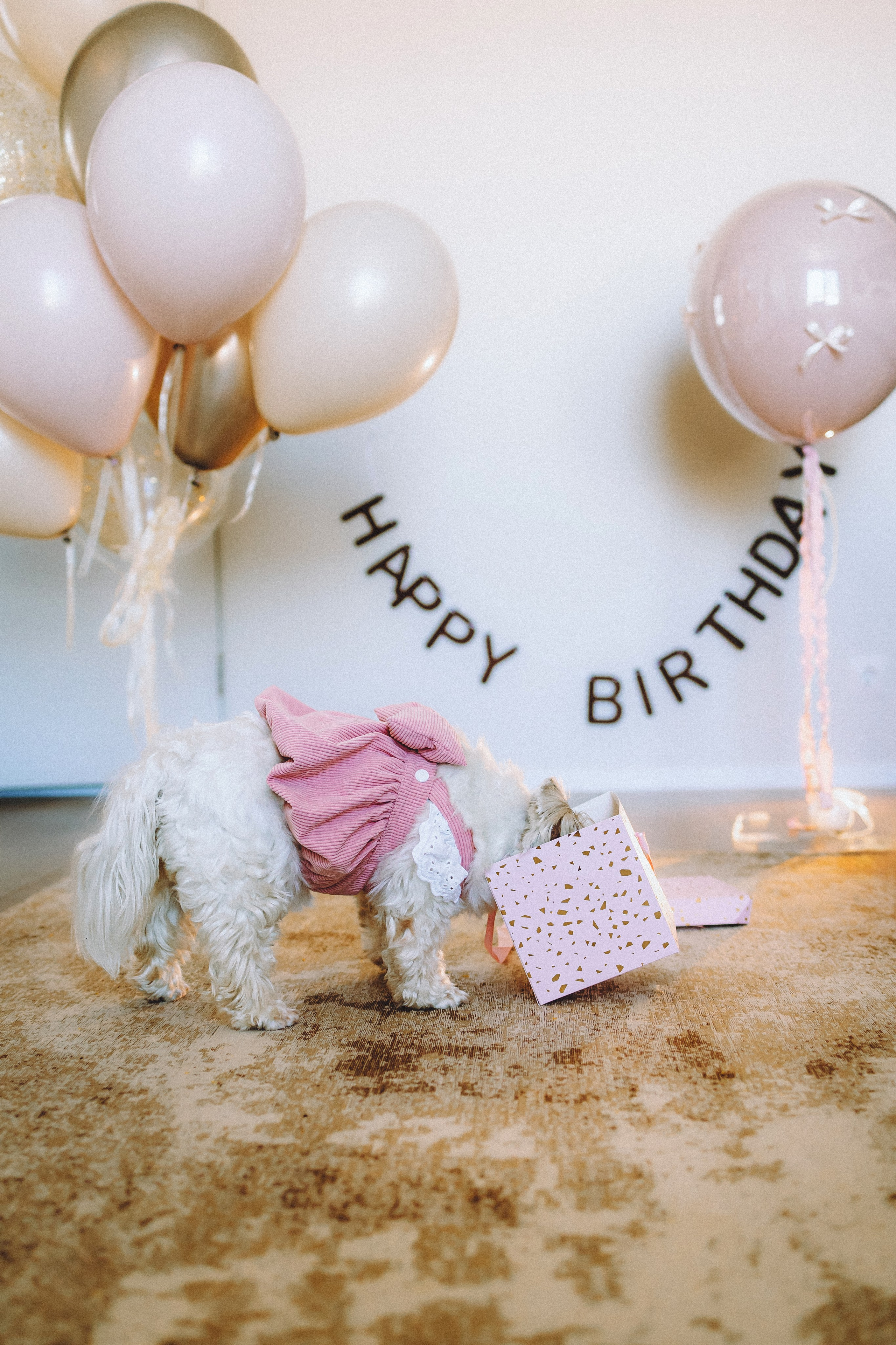 День Рождения Шу