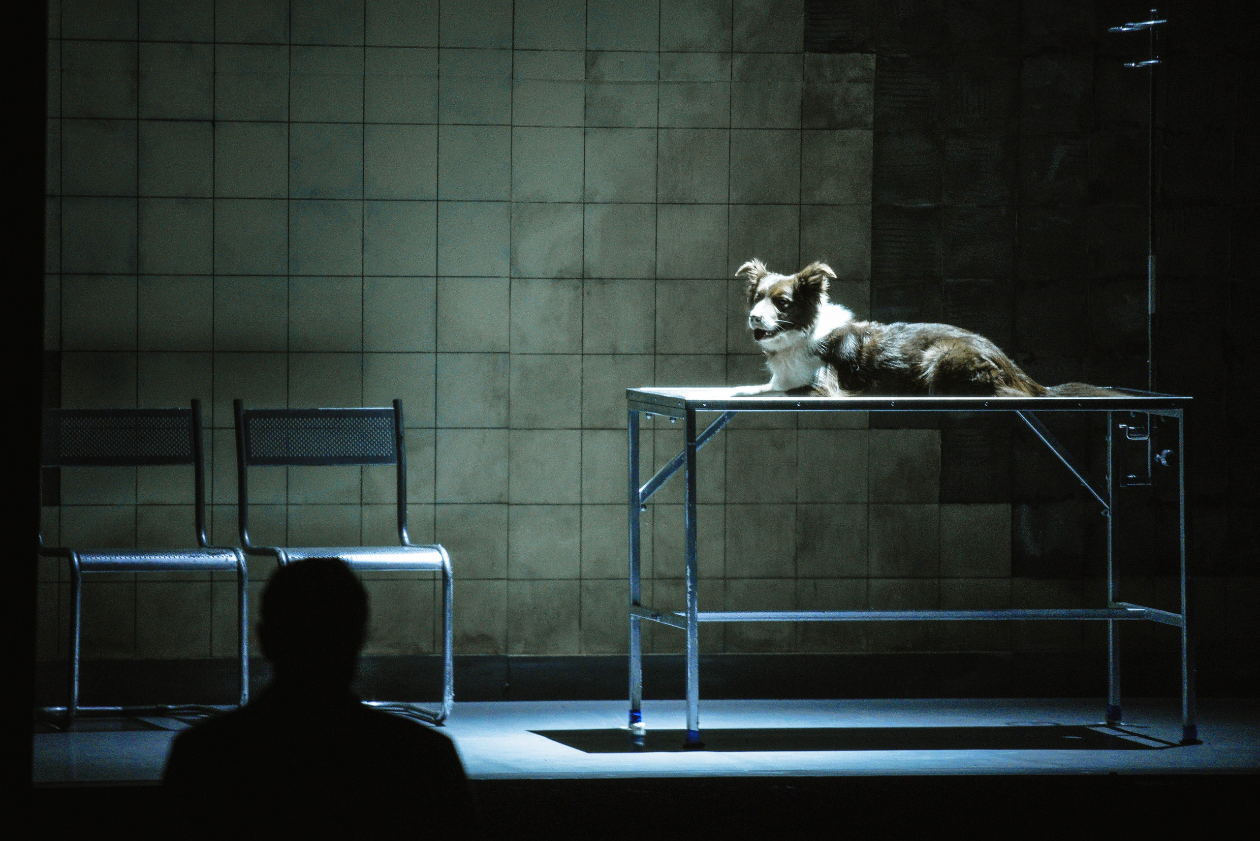 DISGRACE (2022). ALEXEI RODIONOV