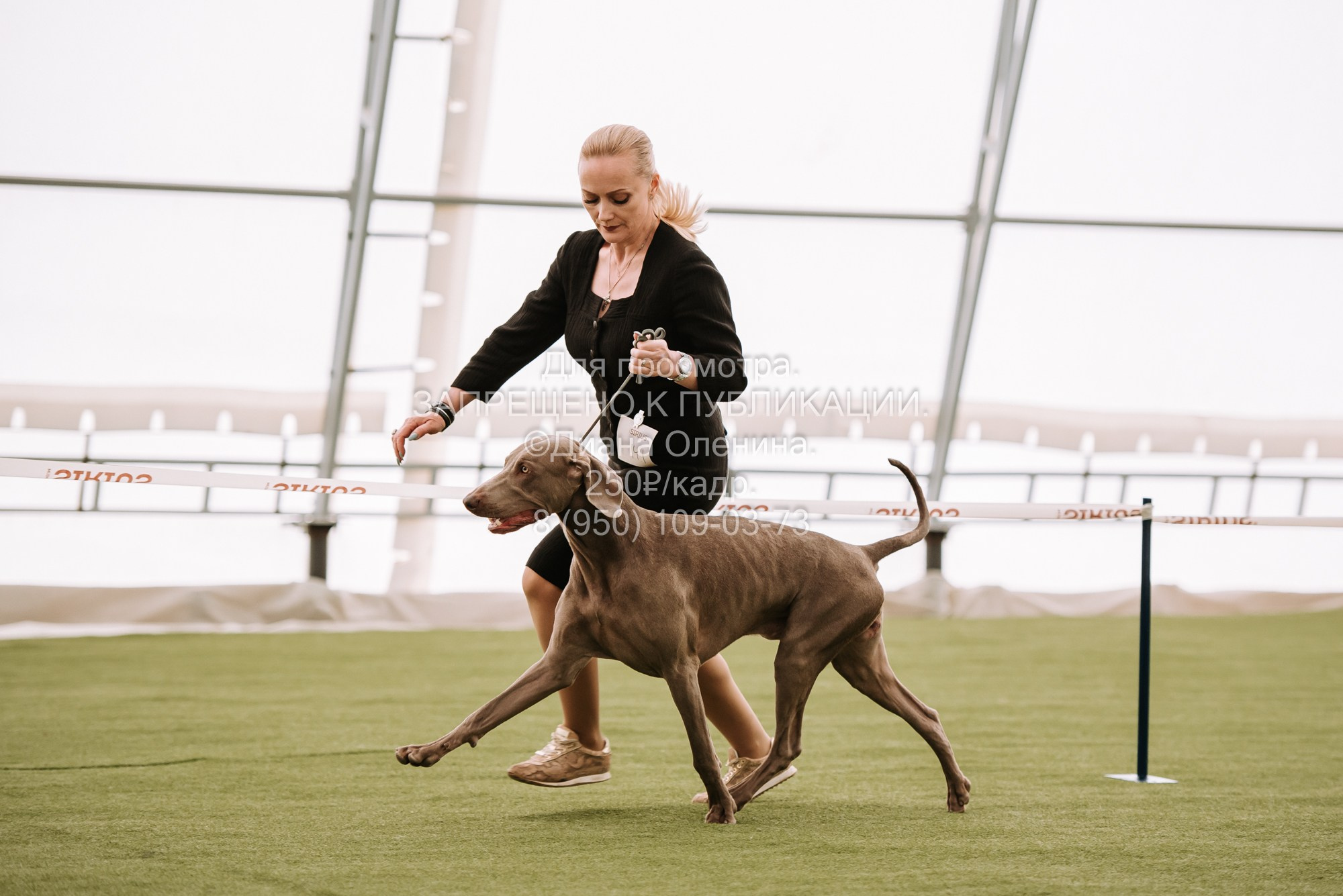 Выставка собак Красноярск 2.06. Фотограф Диана Оленина Красноярск / Братск