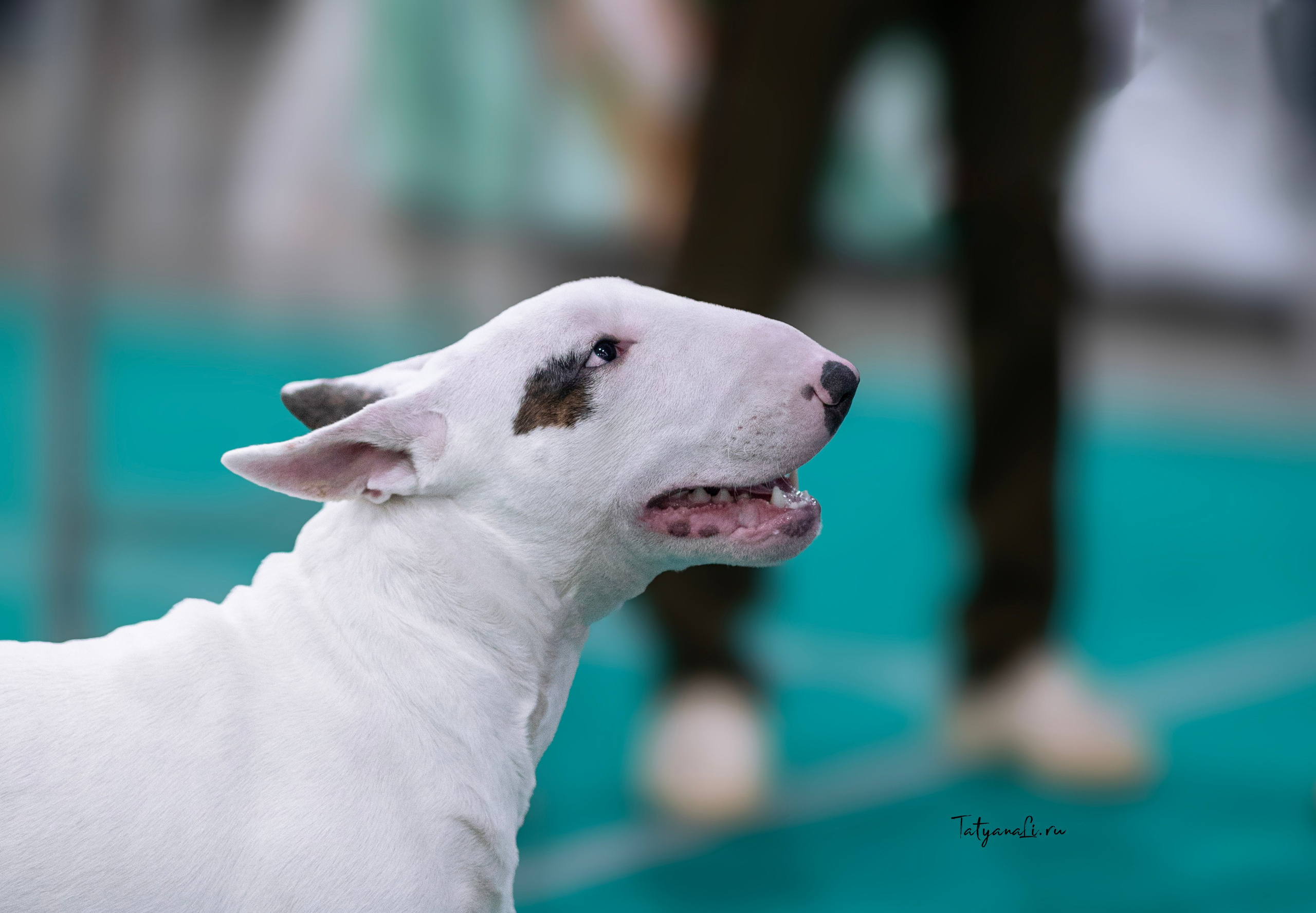 Евразия. Фотограф — анималист Татьяна Ли