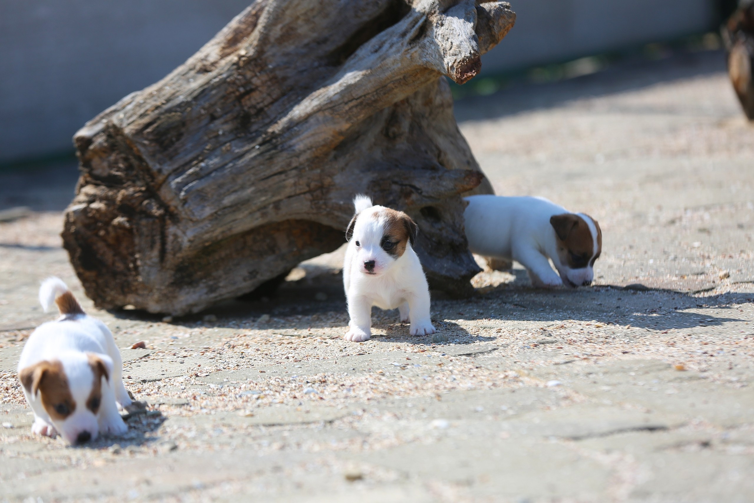 Общий альбом. Lovely-Orange питомник джек рассел терьеров