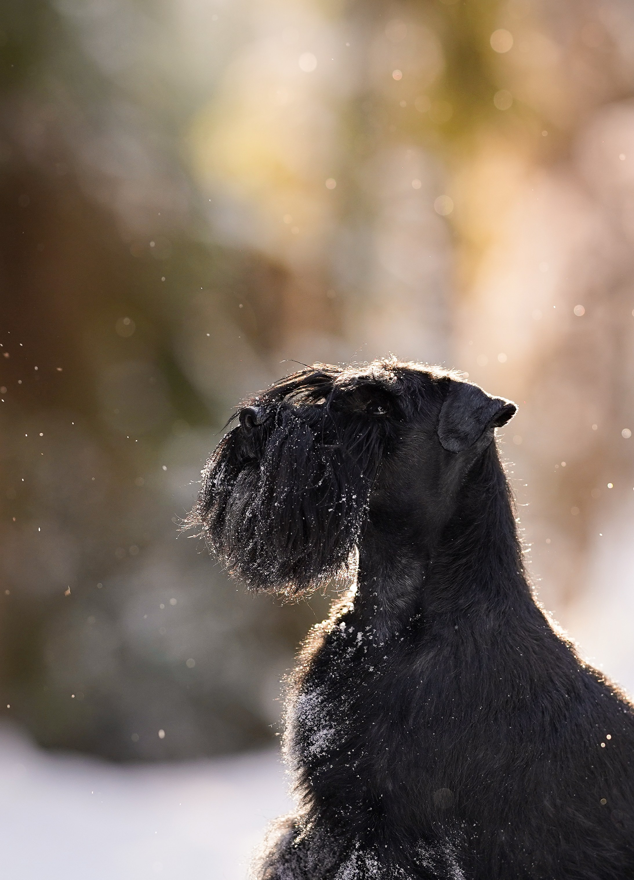 Настя Энзо и Мия. Фотограф-анималист в Санкт-Петербурге Яна Мартынова