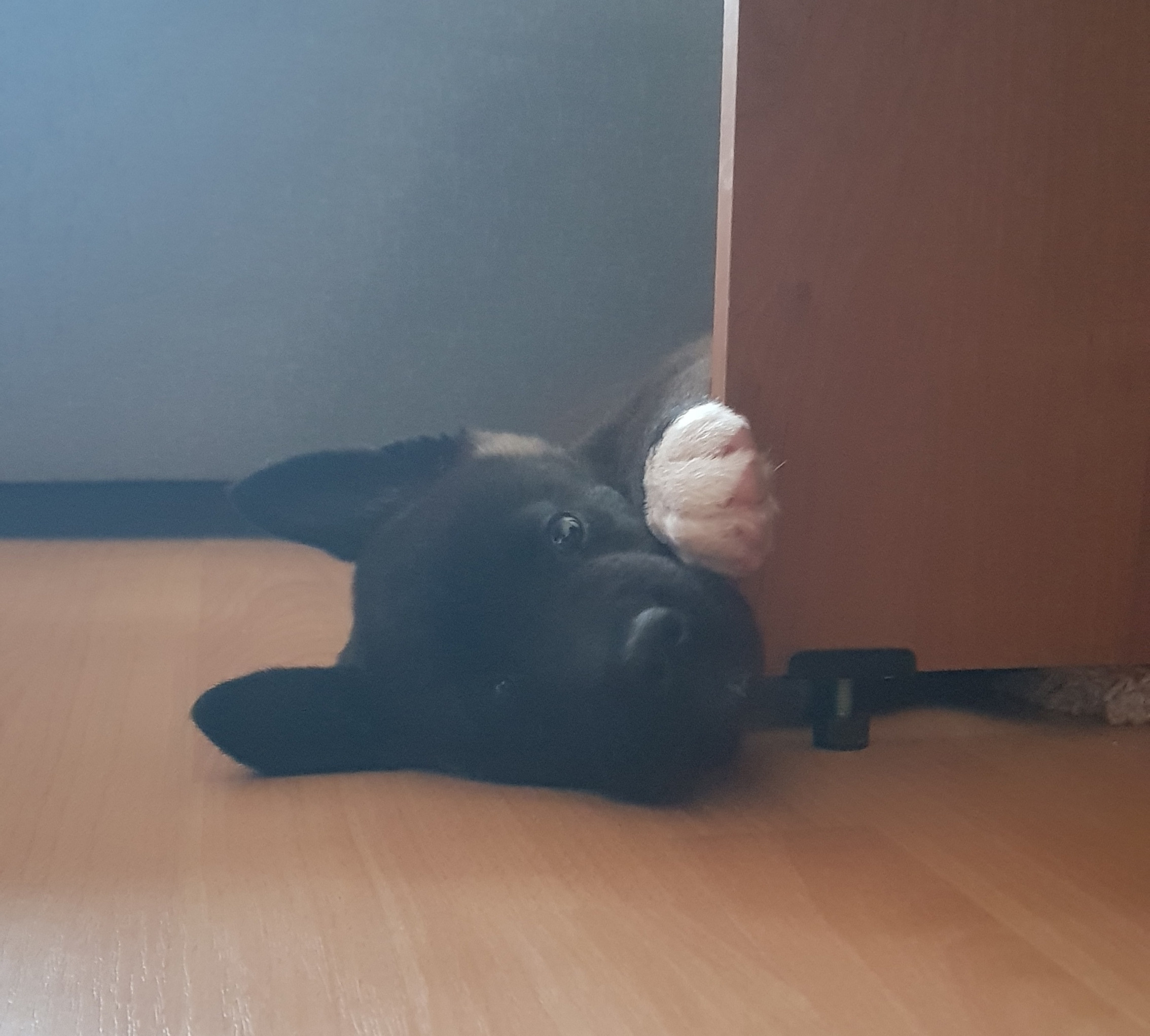 Американская акита питомник RUBYLIGHT. Американская акита I Сиба ину I Питомник RUBYLIGHT