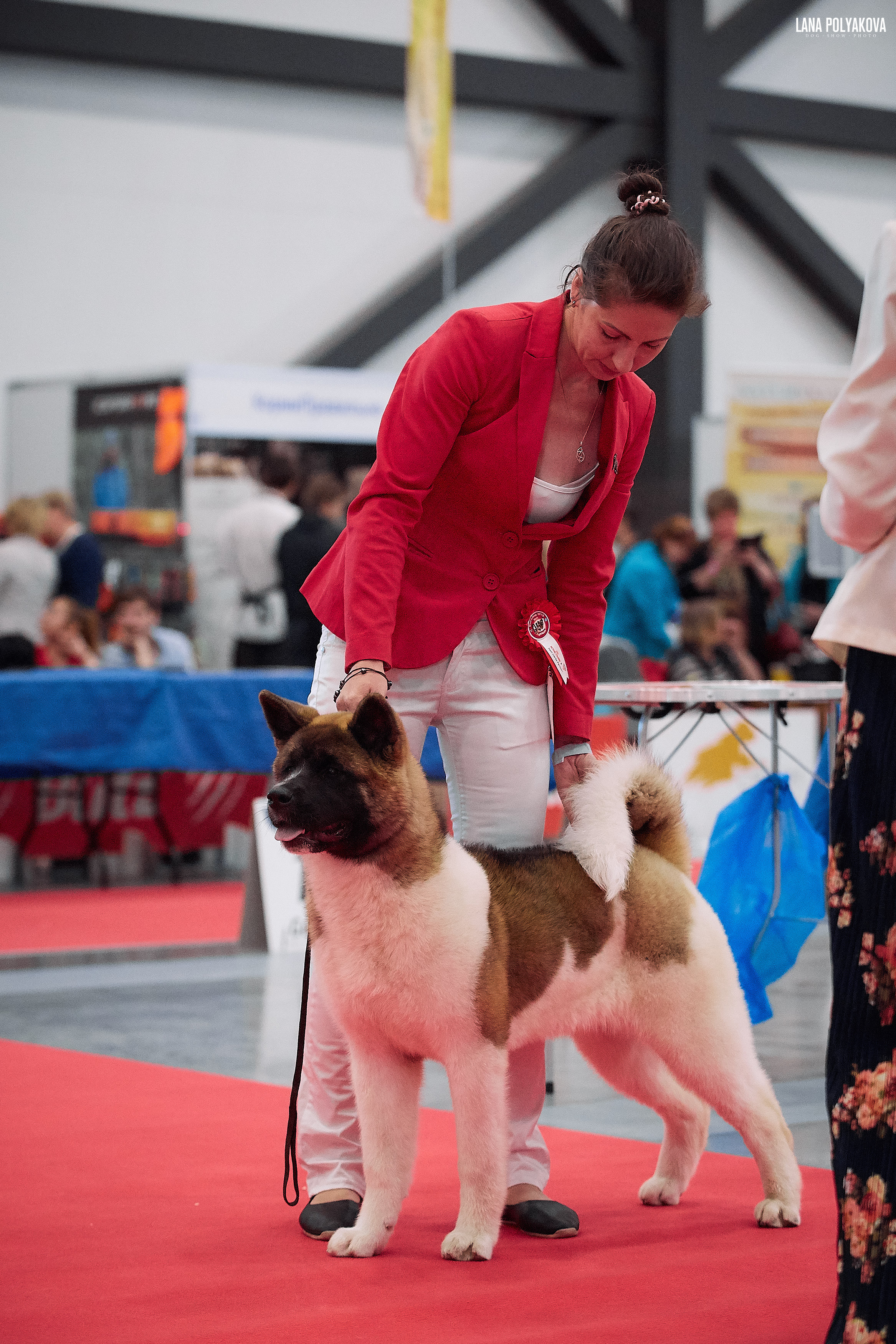 RUBYLIGHT BIYA * Бия американская акита Рубилайт щенки питомник