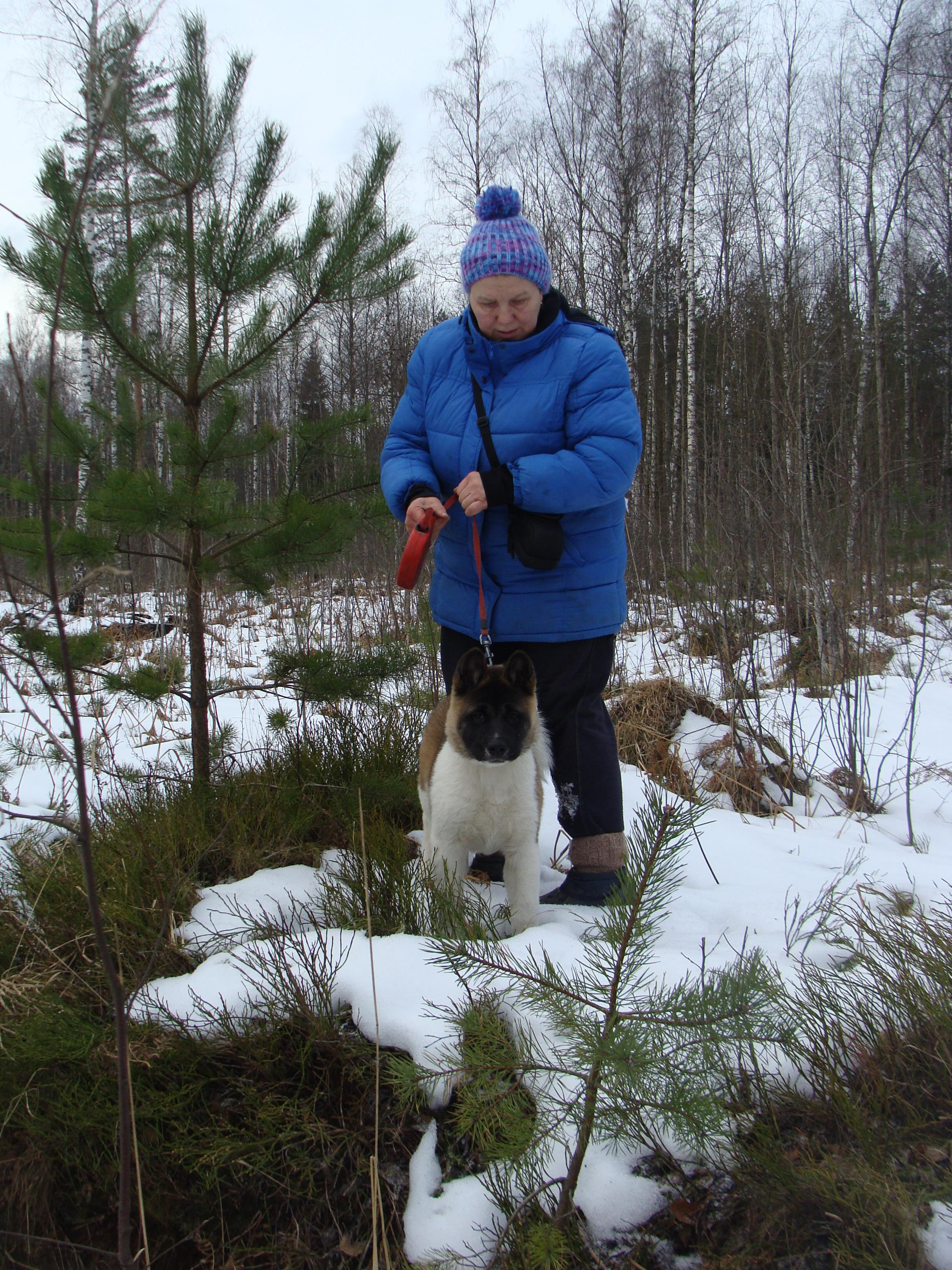 Svargas Domino * Даки. AMERICAN AKITA RUBYLIGHT KENNEL I SHIBA-INU