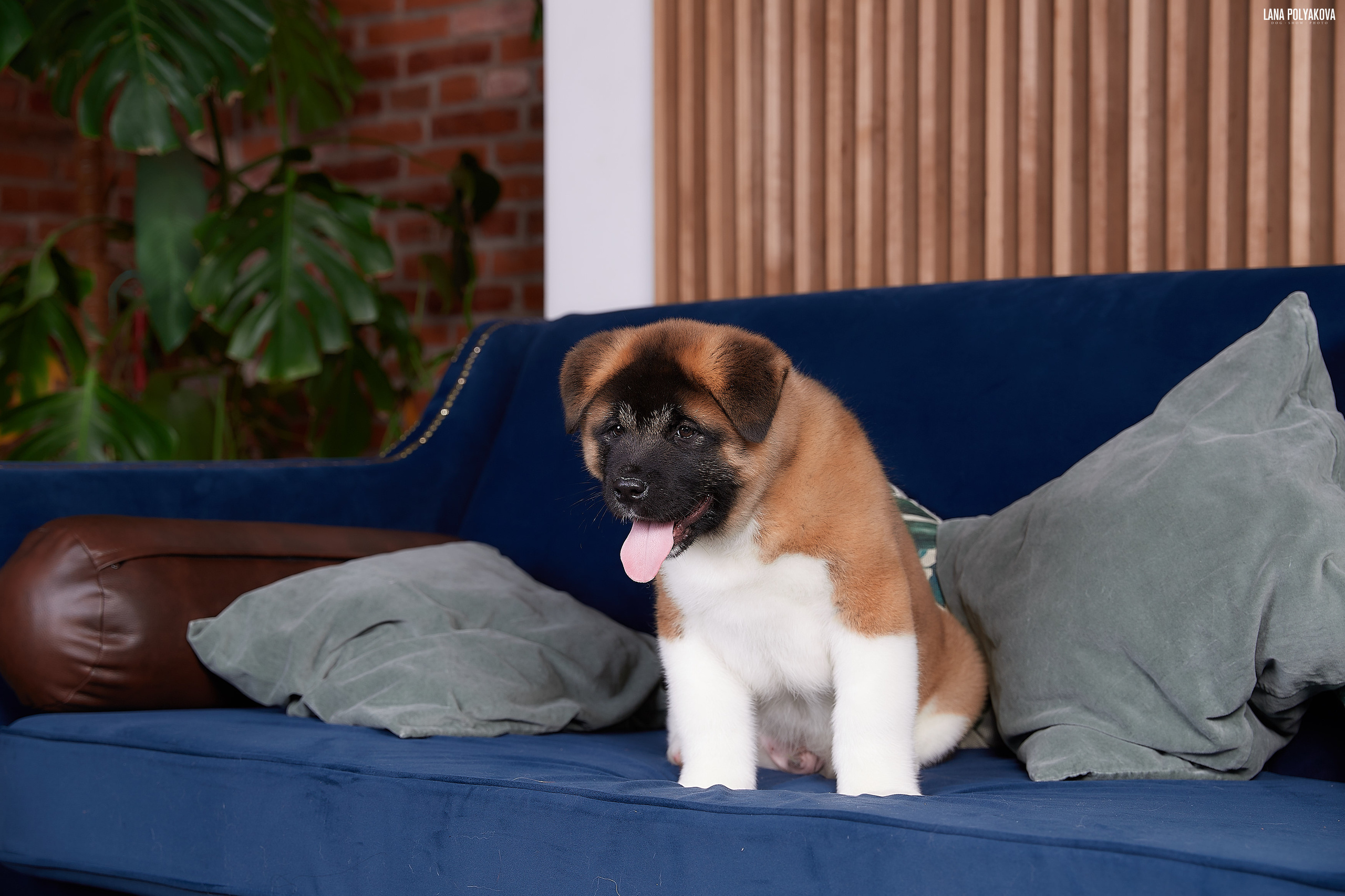 RUBYLIGHT BOREALIS * Боря. AMERICAN AKITA RUBYLIGHT KENNEL I SHIBA-INU