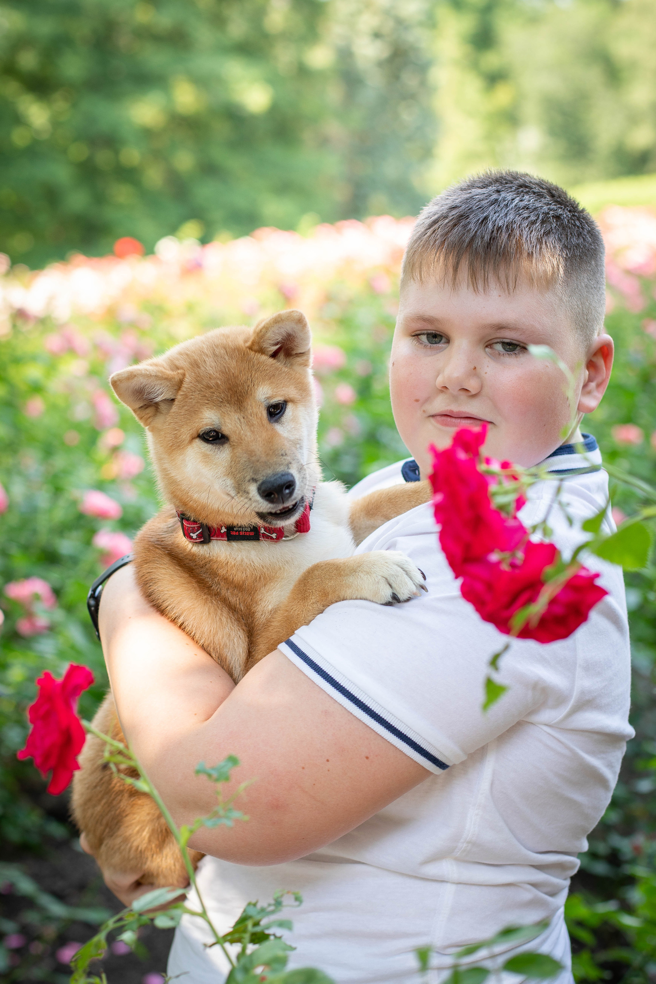 RUBYLIGHT JULY. AMERICAN AKITA RUBYLIGHT KENNEL I SHIBA-INU