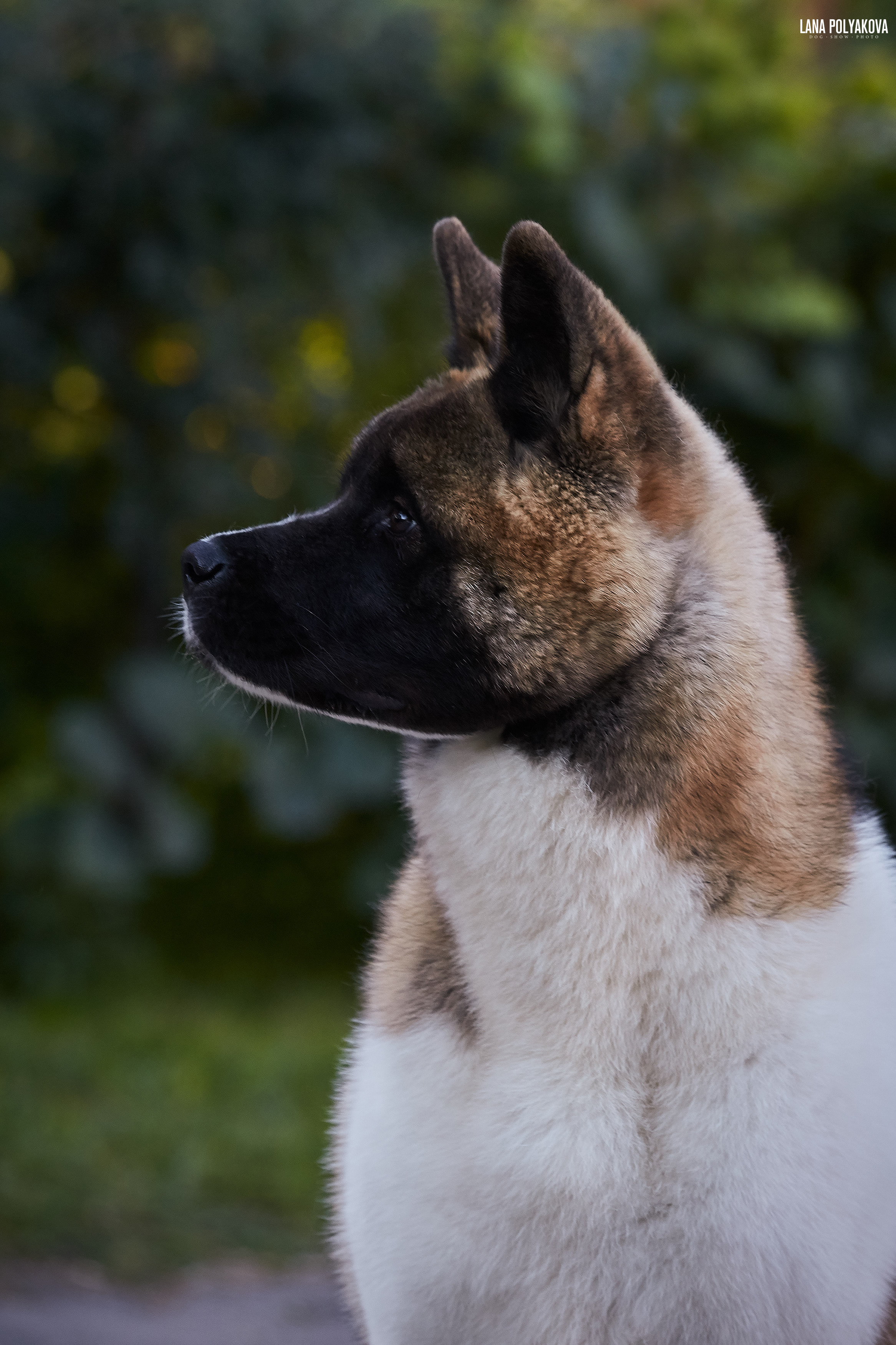 RUBYLIGHT BIYA * Бия американская акита Рубилайт щенки питомник