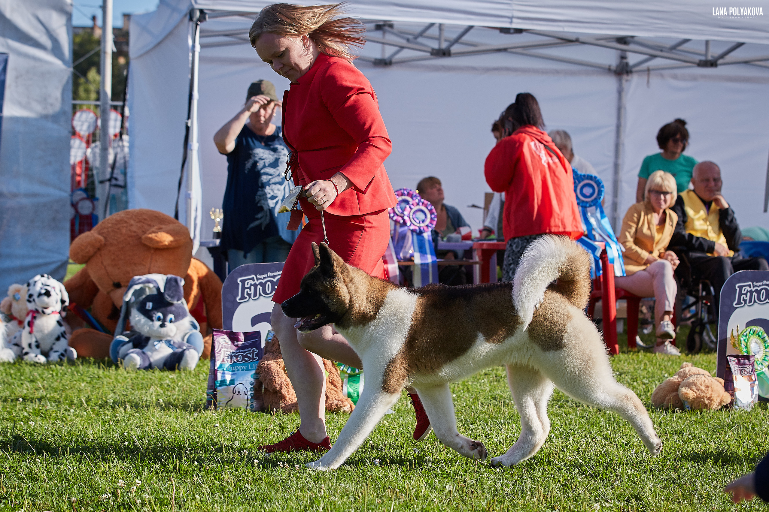 RUBYLIGHT BIYA * Бия американская акита Рубилайт щенки питомник