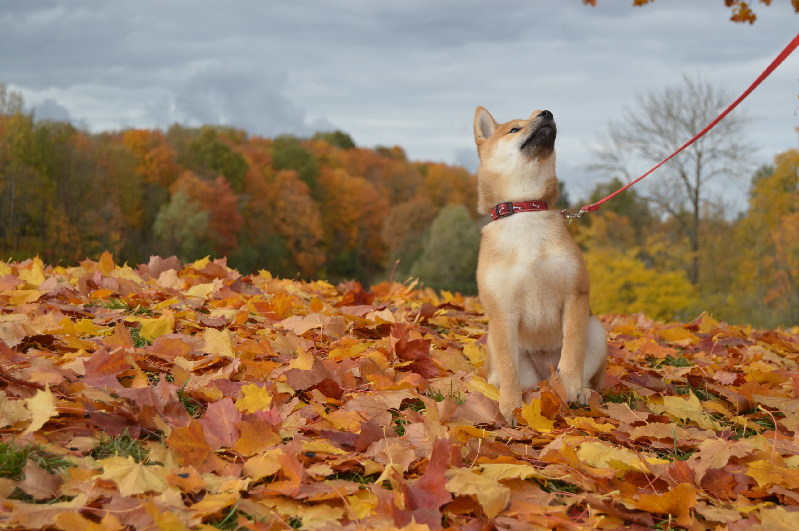 RUBYLIGHT DOLL * Долька (Отец: Хиро * HANDZIMEMESITE HIRO , Мать: Дэва * ZOLOTO PARTII DEVANA GODDESS OF HUNT) сиба